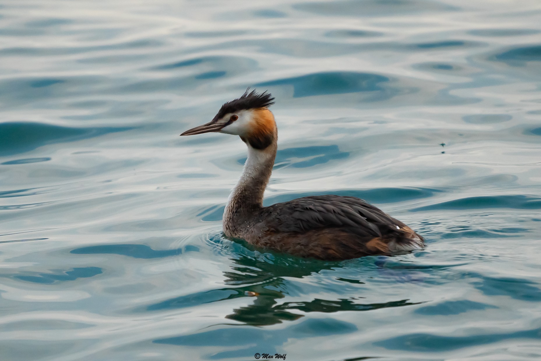 Grebe