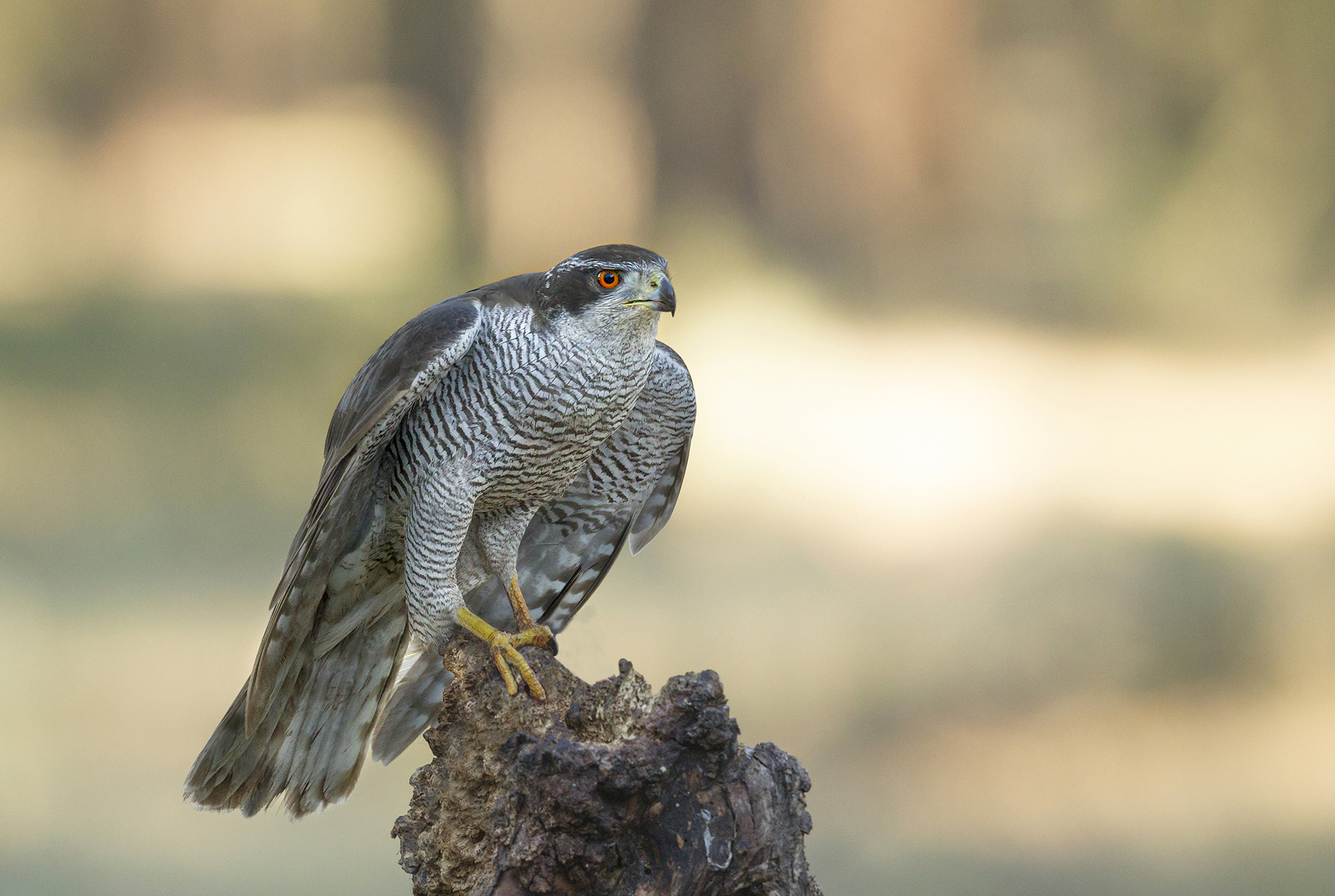 le barrature dell'astore