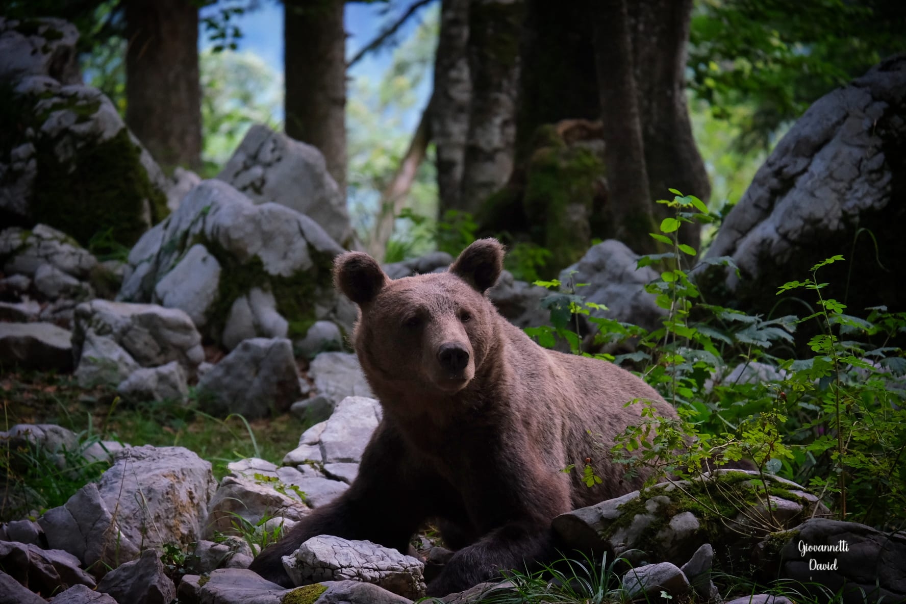 Per l orso l'inverno dura una notte.
