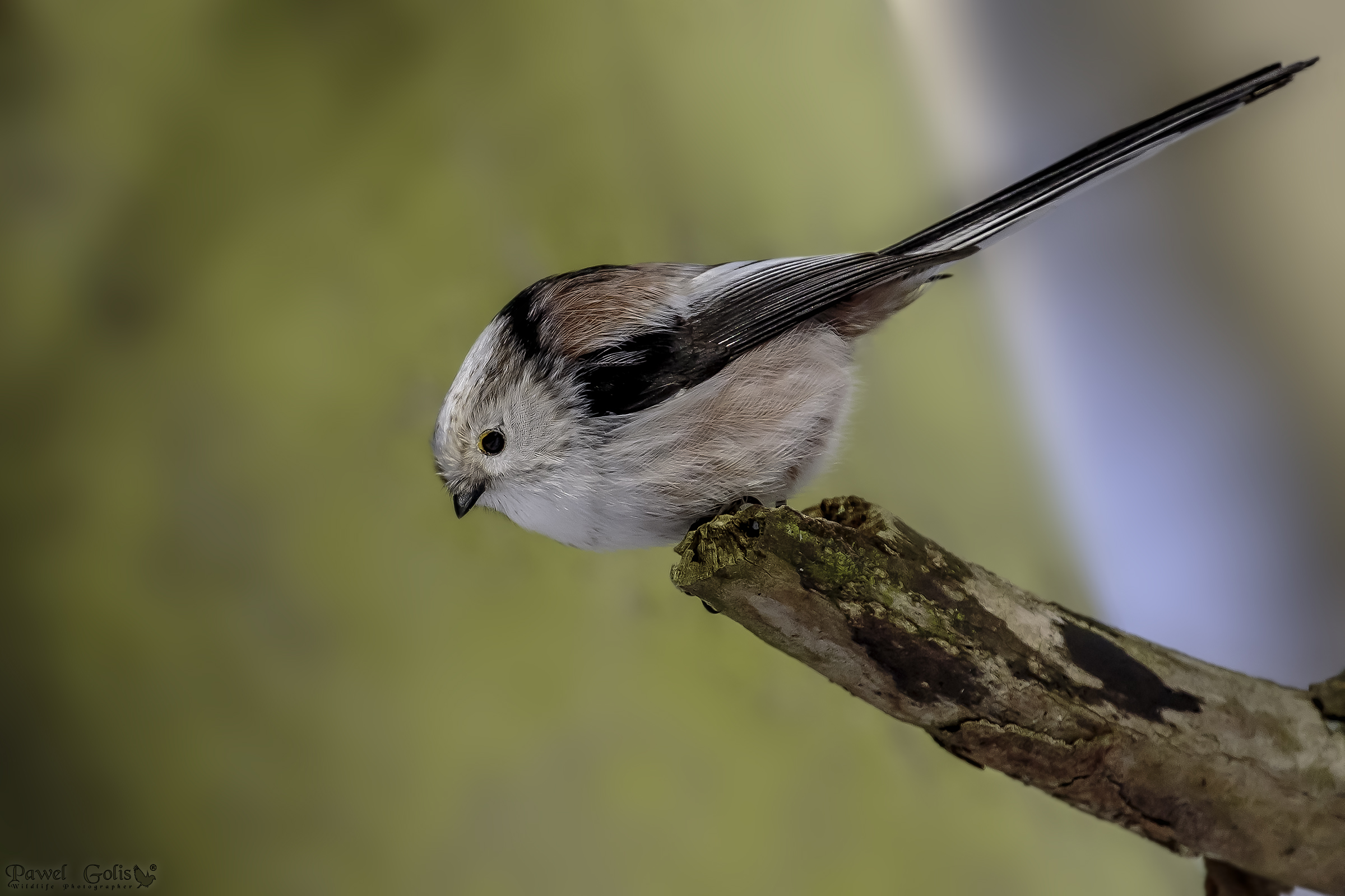 Long-tailed bushtit (Aegithalos caudatus)
