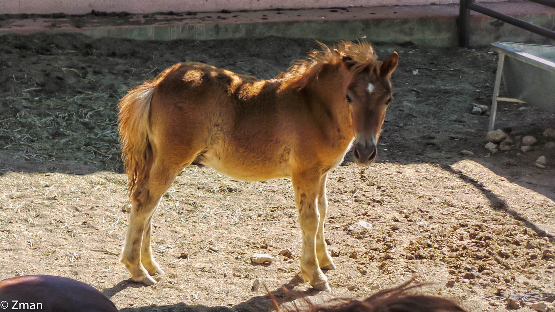 Trip To a Friend's Farm