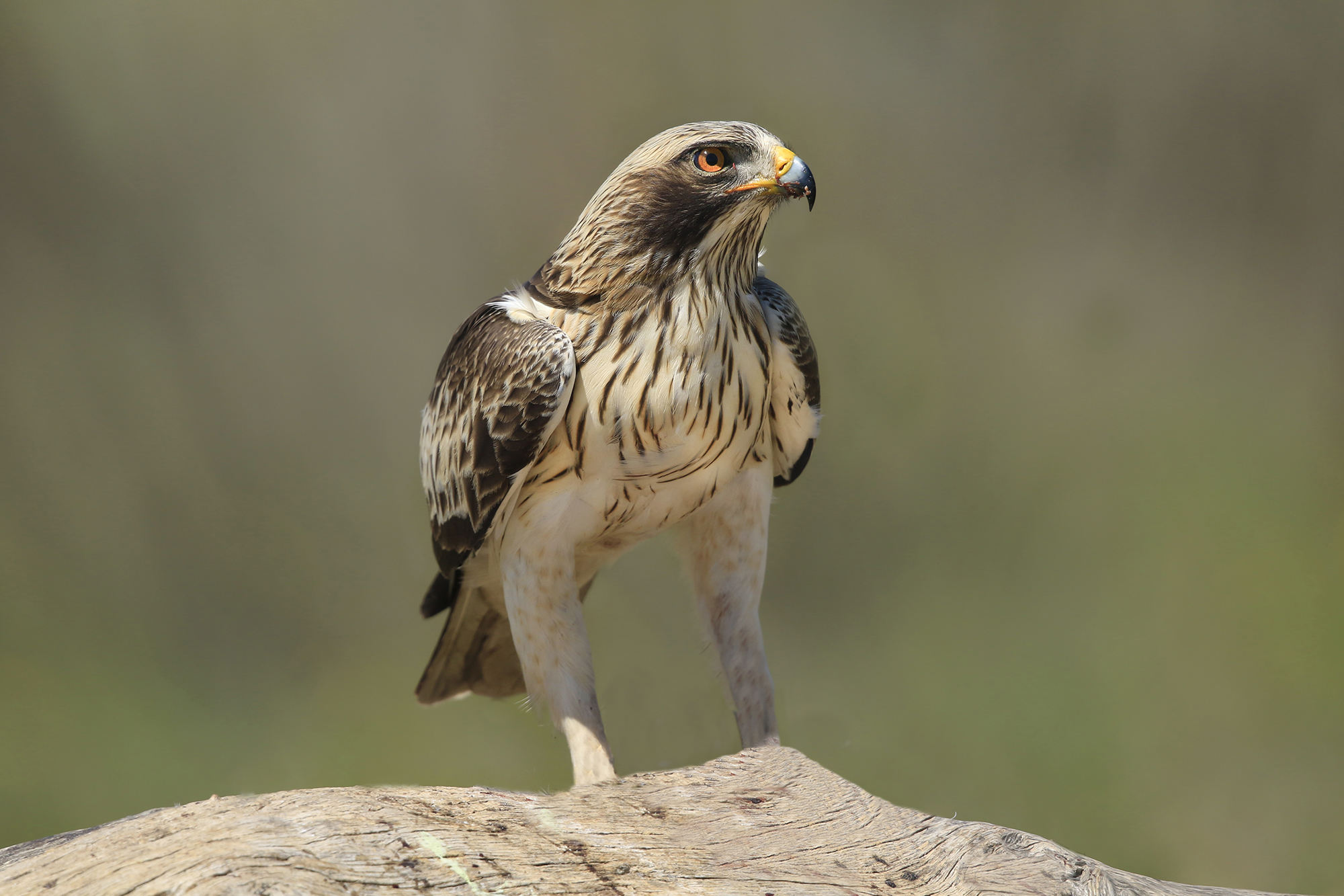 rapito dal rapace, aquila minore in fase bianca