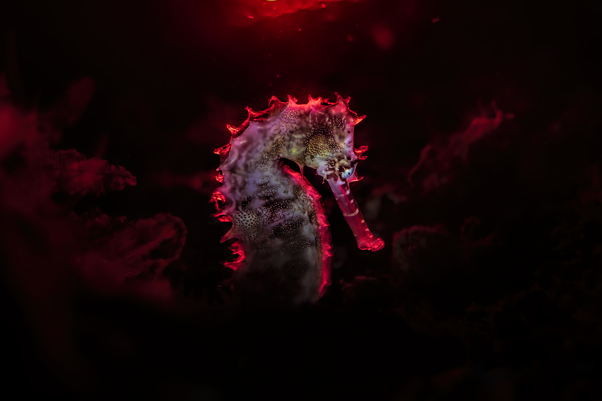 seahorse istrice red backlight
