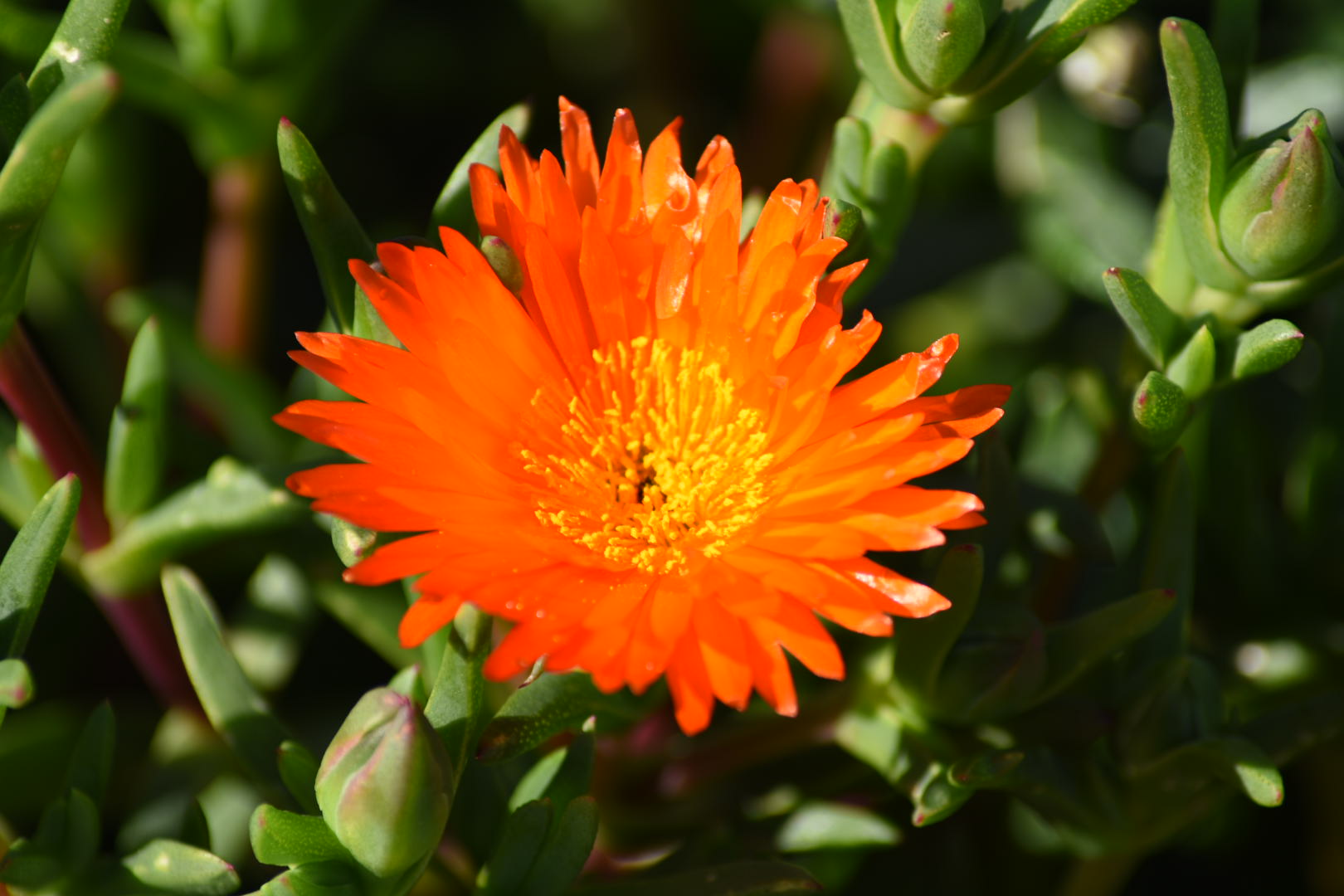 Un fiore d'inverno, vicino al mare.