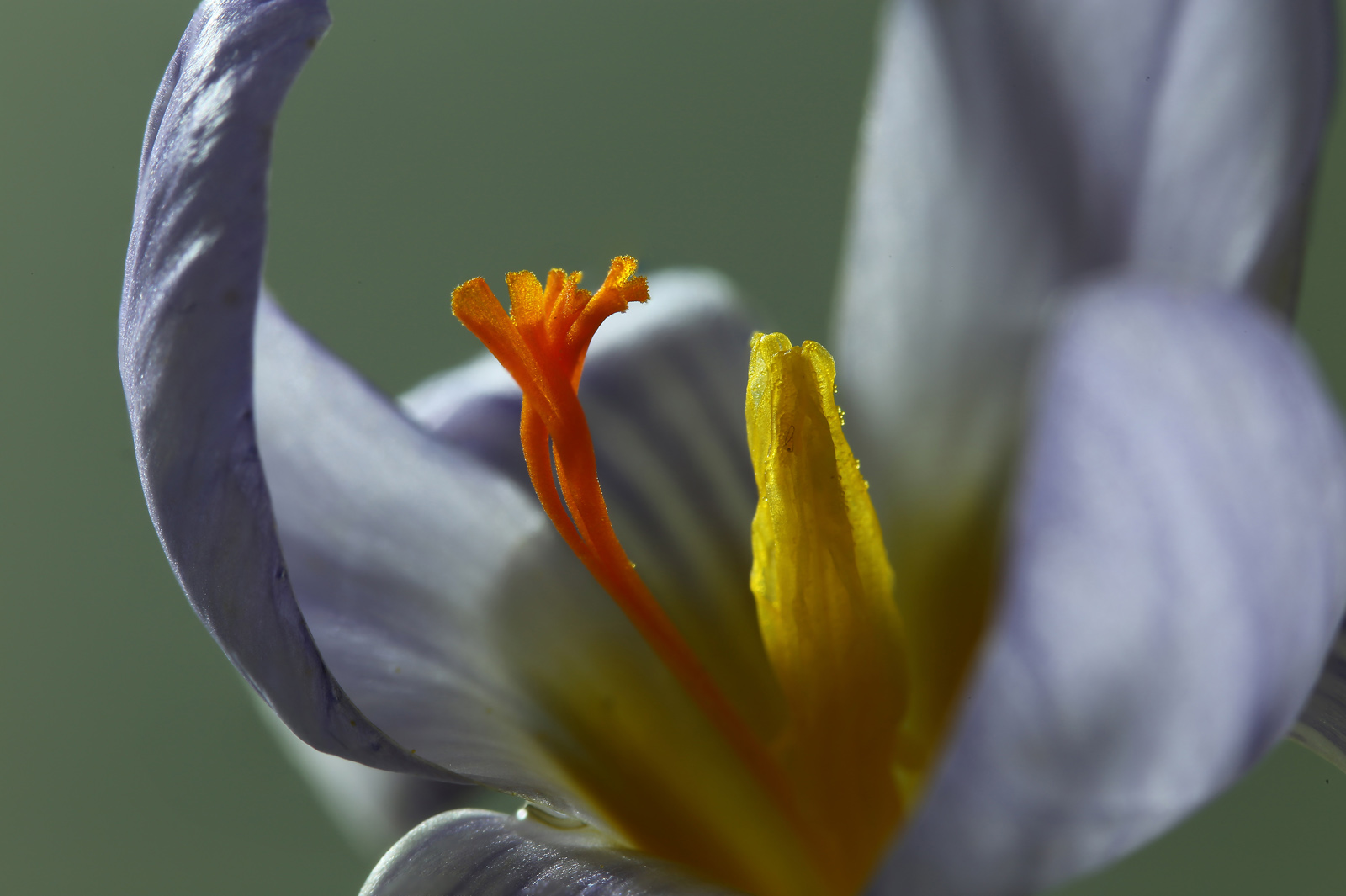 Primi fiori spontanei parco airone Bedizzole (Bs)