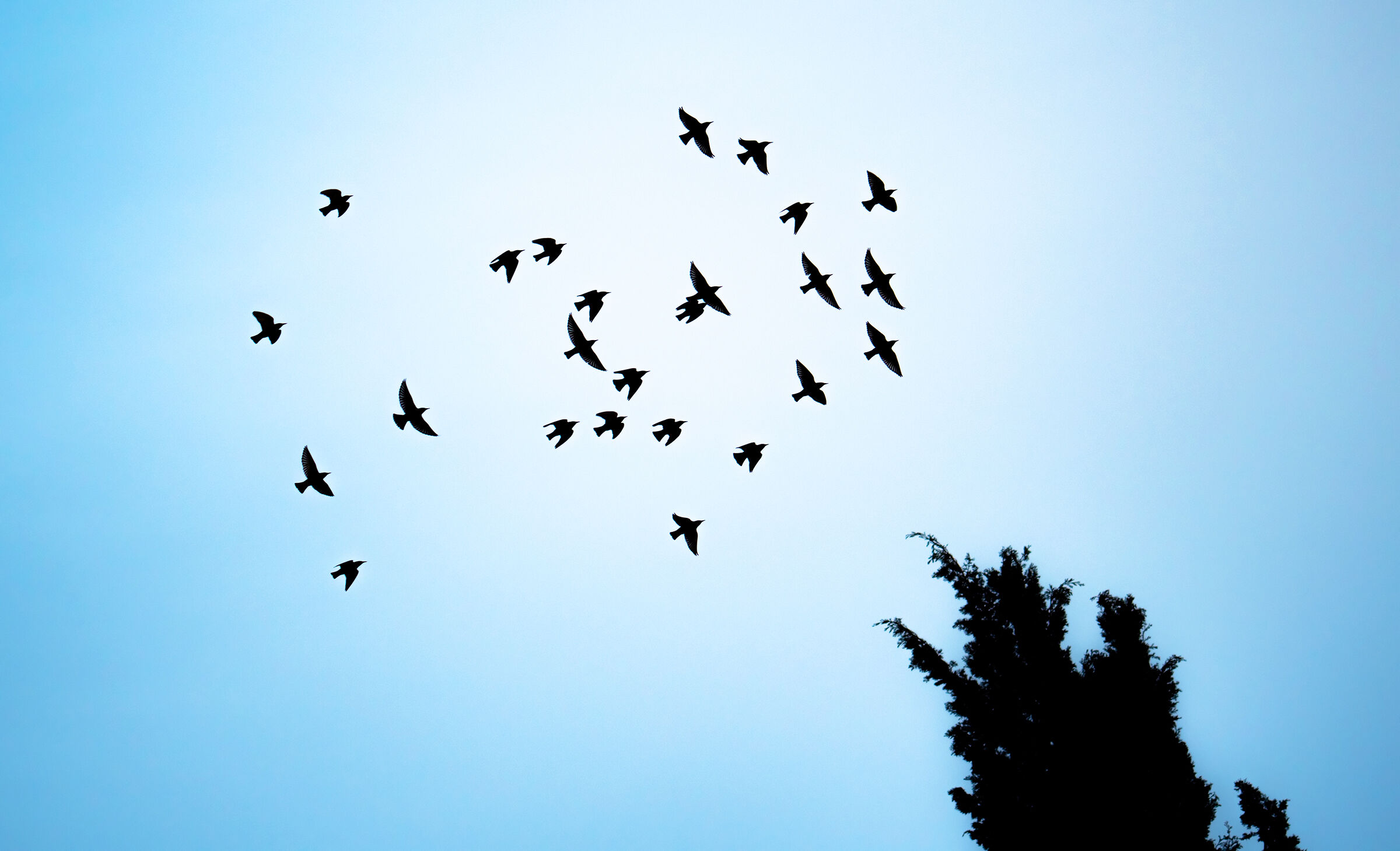 squilla al crepuscolo