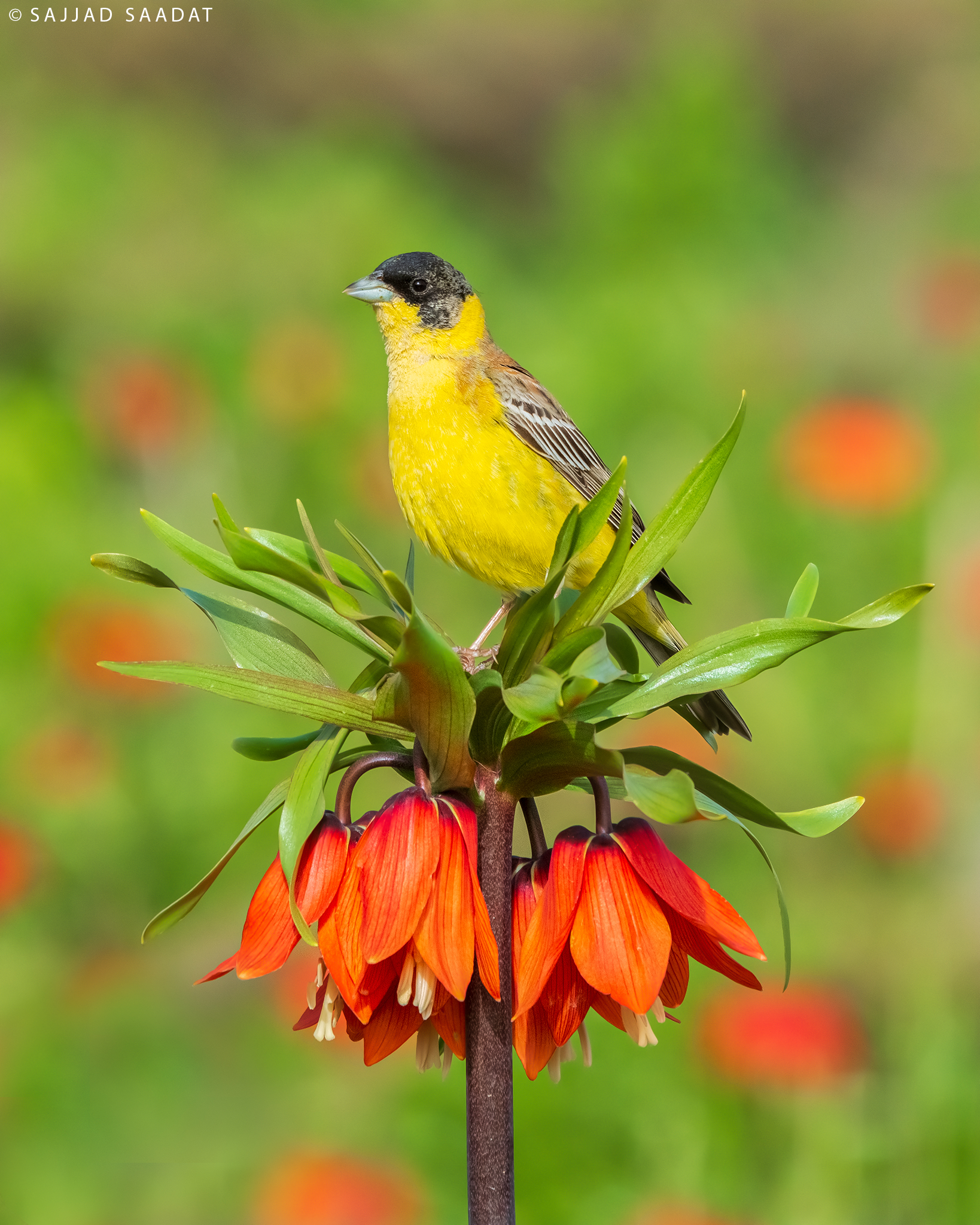 Black-headed bunting