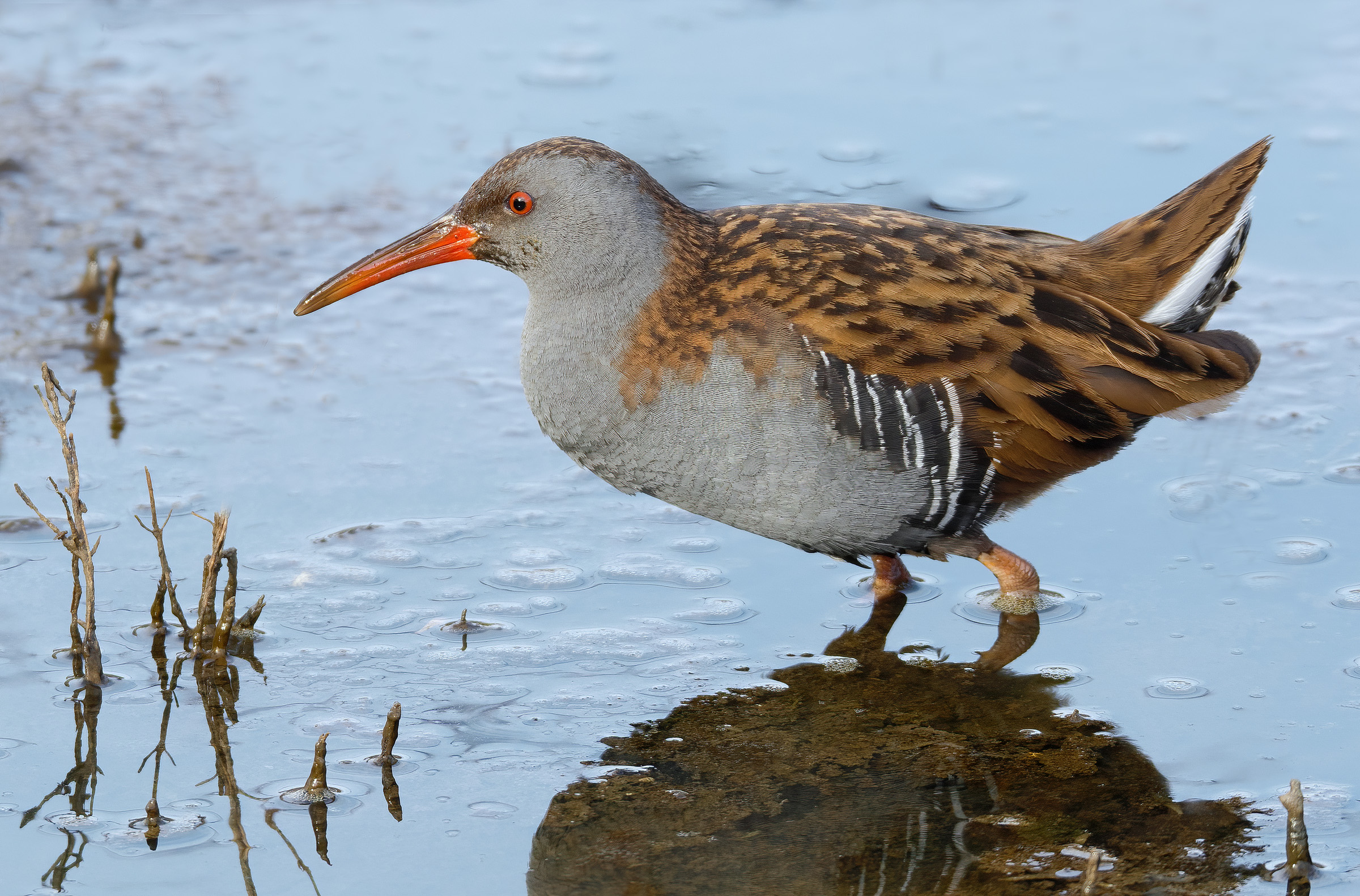 Pigs (Rallus aquaticus)