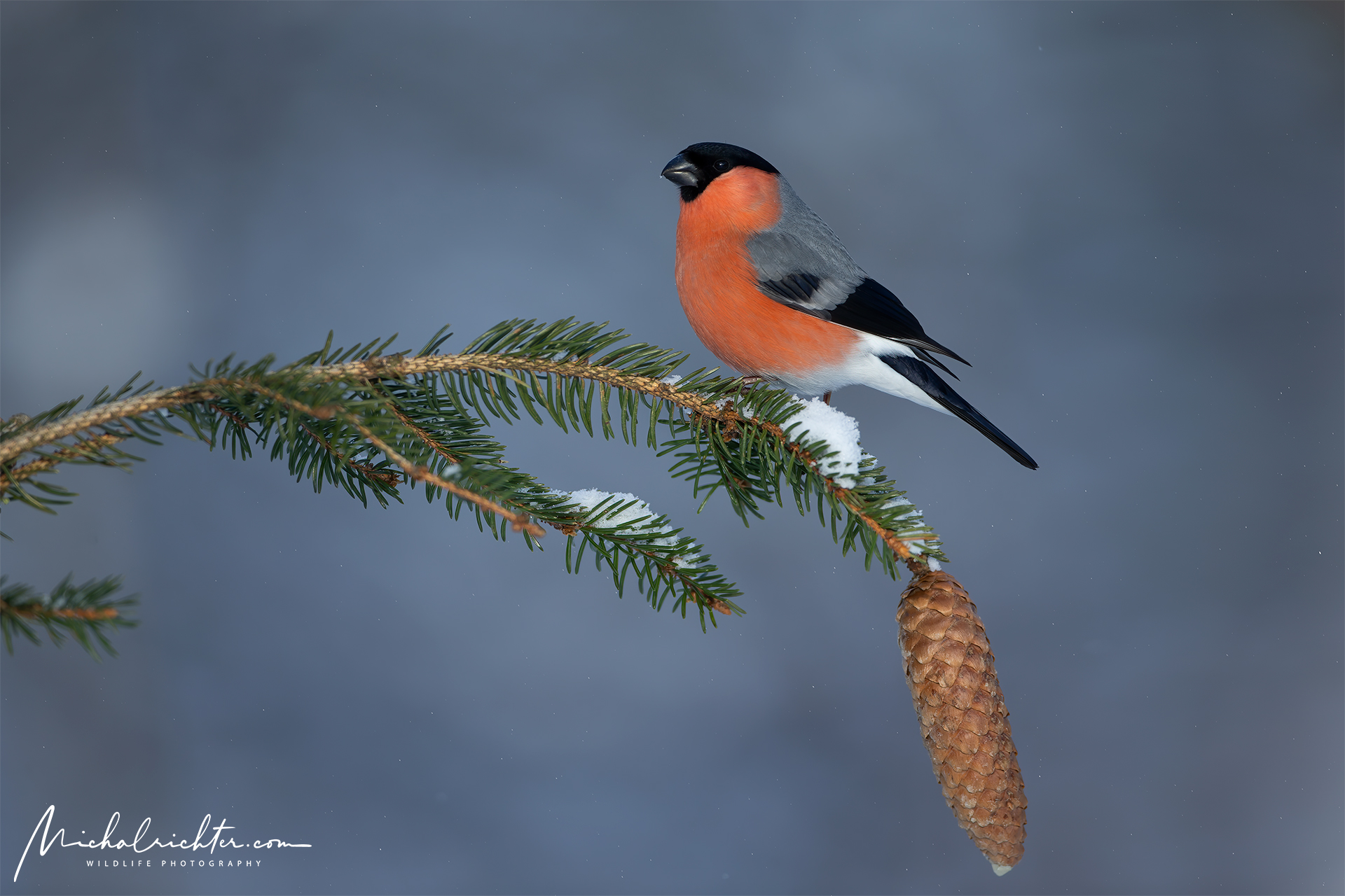 Pyrrhula pyrrhula (Eurasian bullfinch)