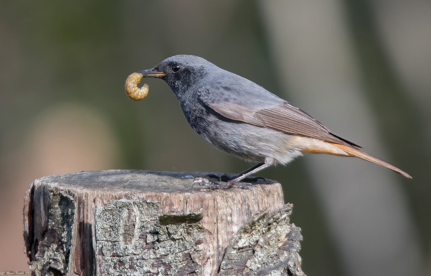 Coirosso fireplace sweep