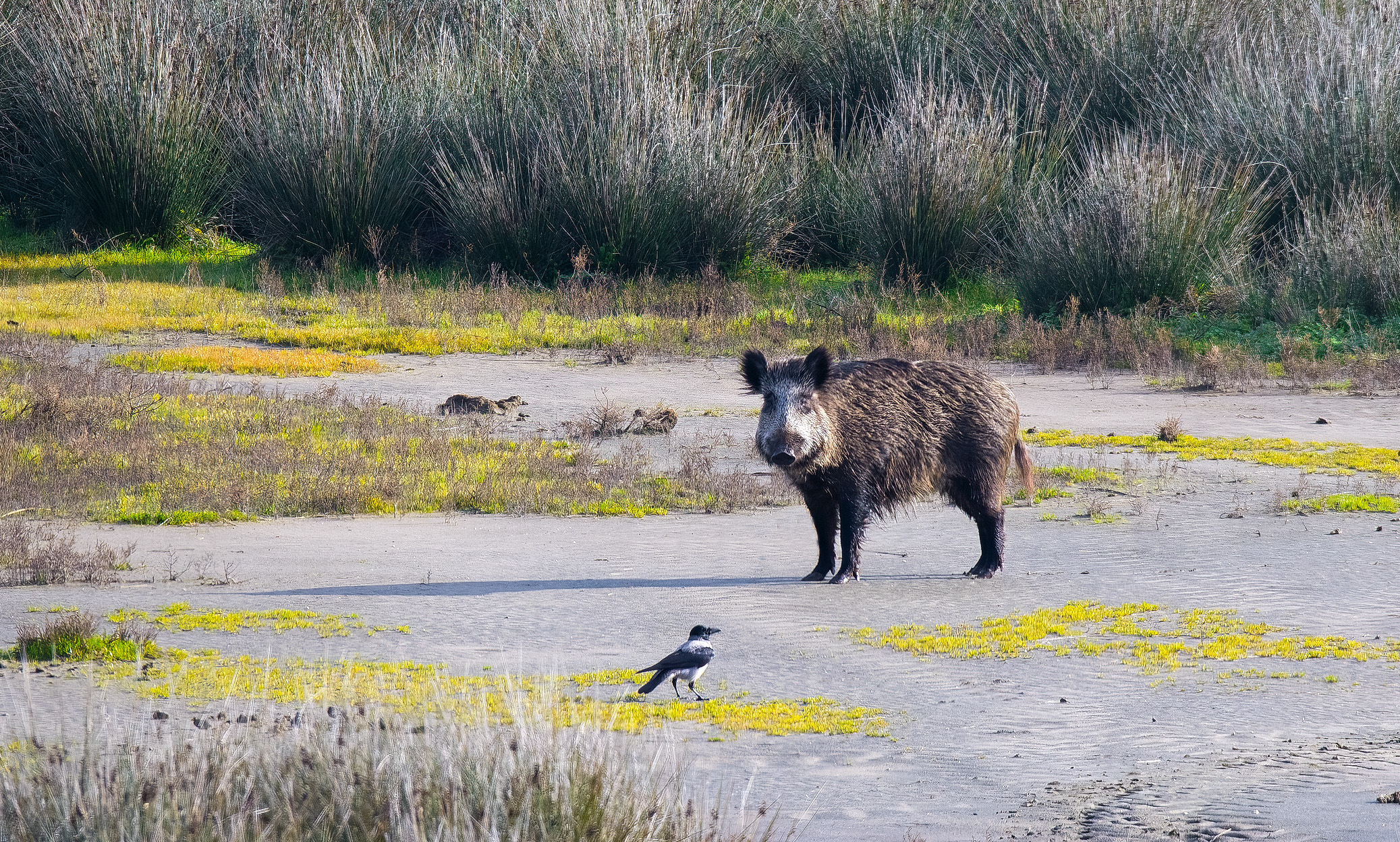The wild boar and the crow...