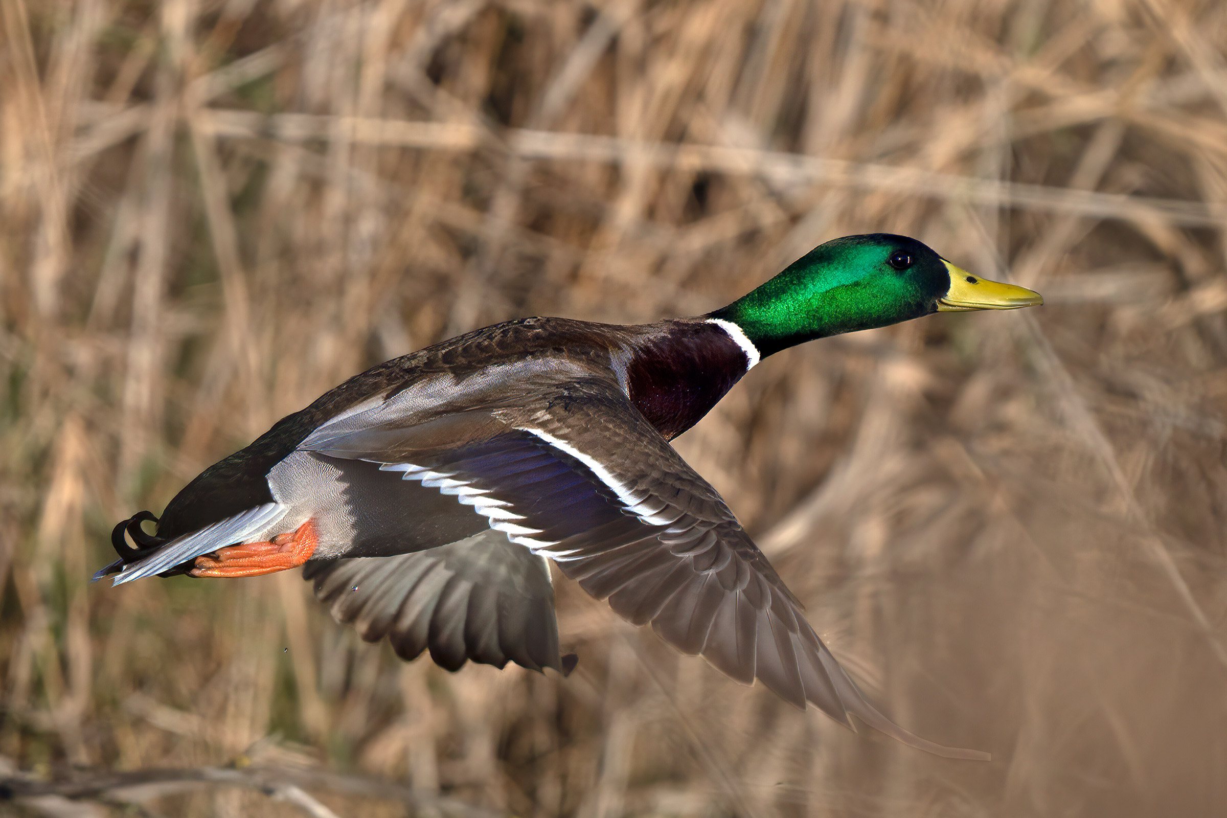 Mallard