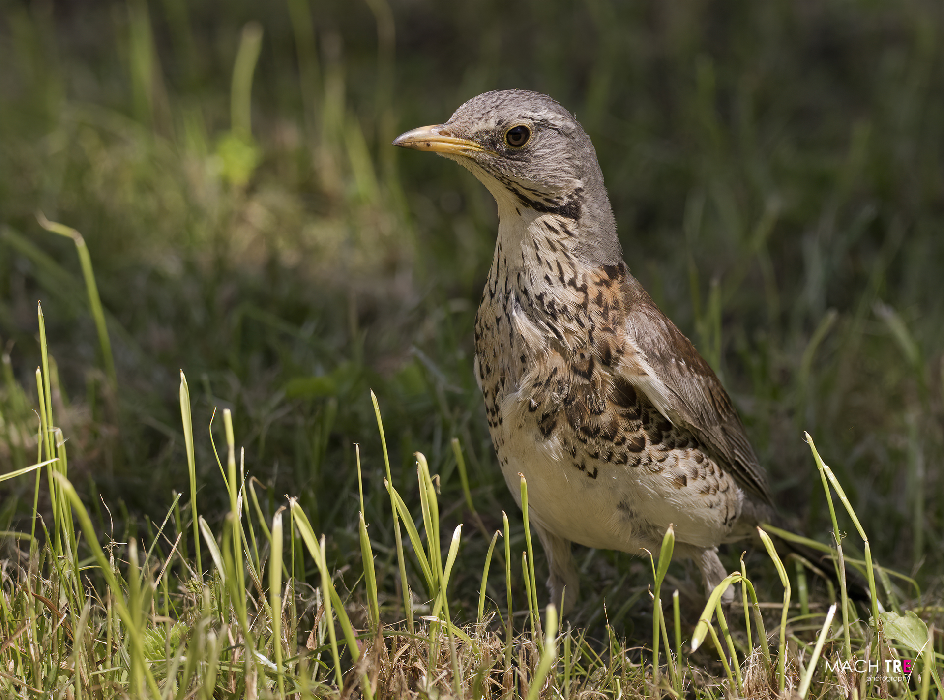 Cesena (Turdus pilaris)