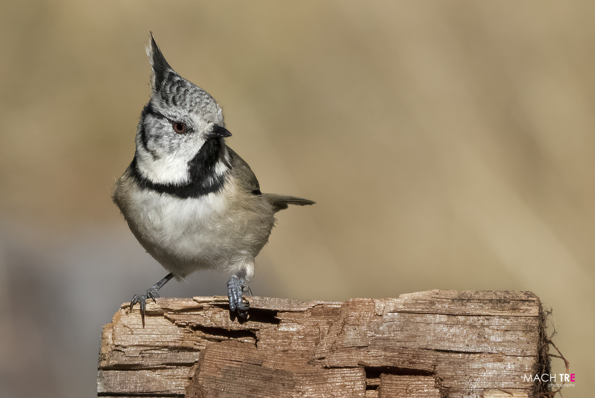 Tufted Cincia (Lophophanes cristatus)