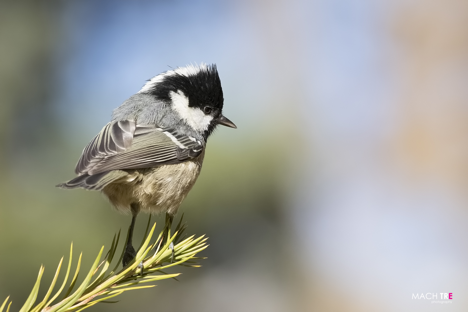 Cincia mora department (Periparus ater)