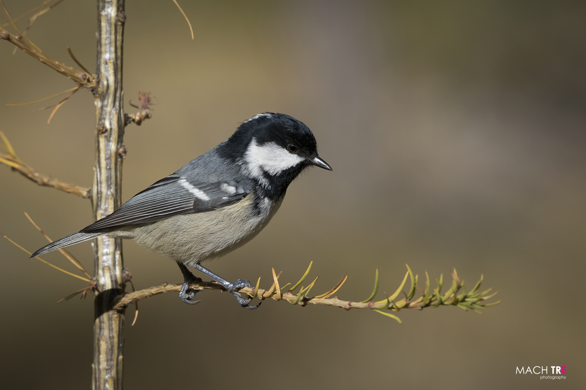 Cincia mora department (Periparus ater)
