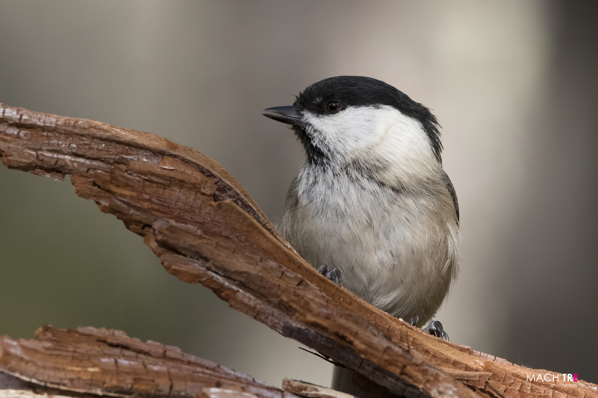 Cincia bigia (Poecile palustris)