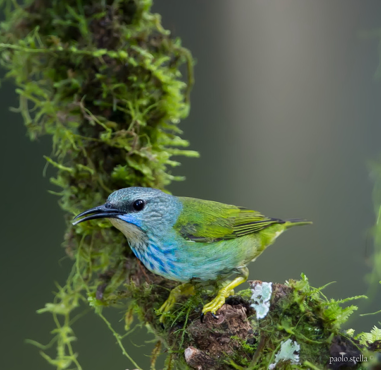 Blue Dacnis