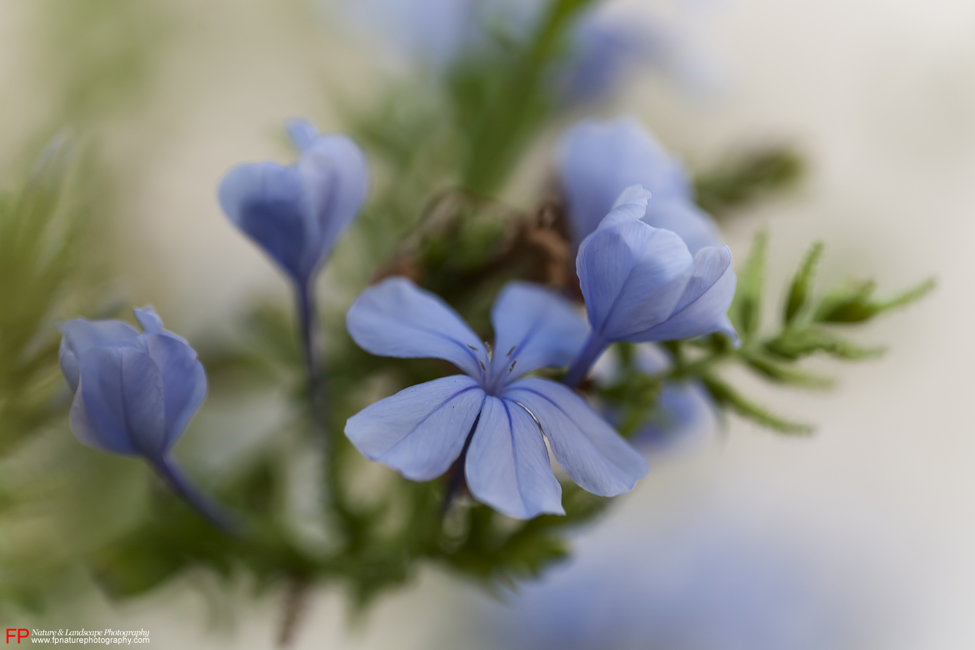 Plumbago
