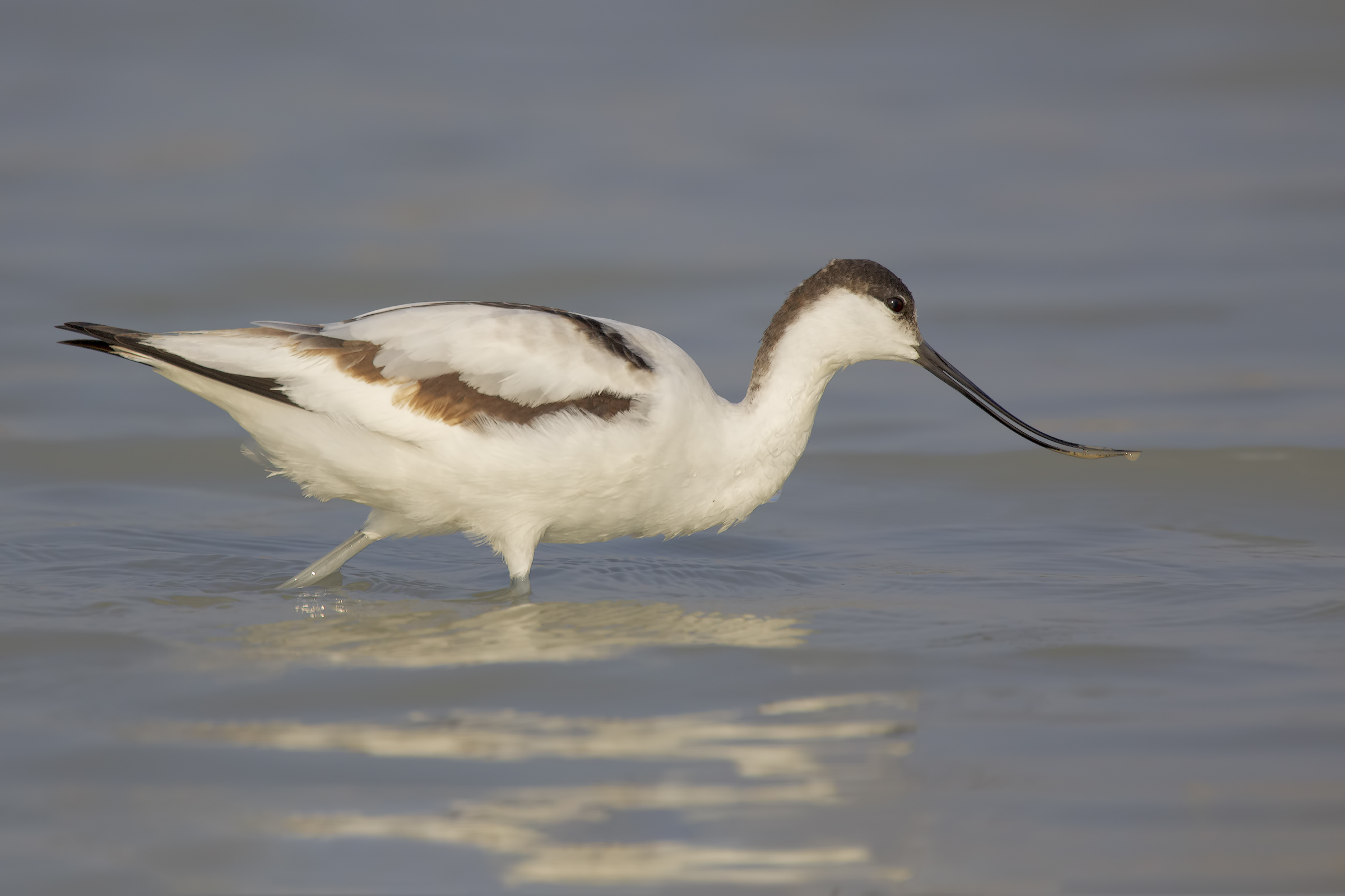 Avocetta