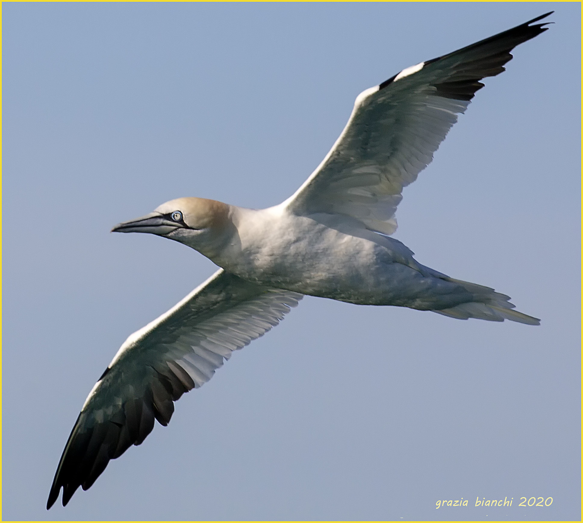 Sula (Morus bassanus)