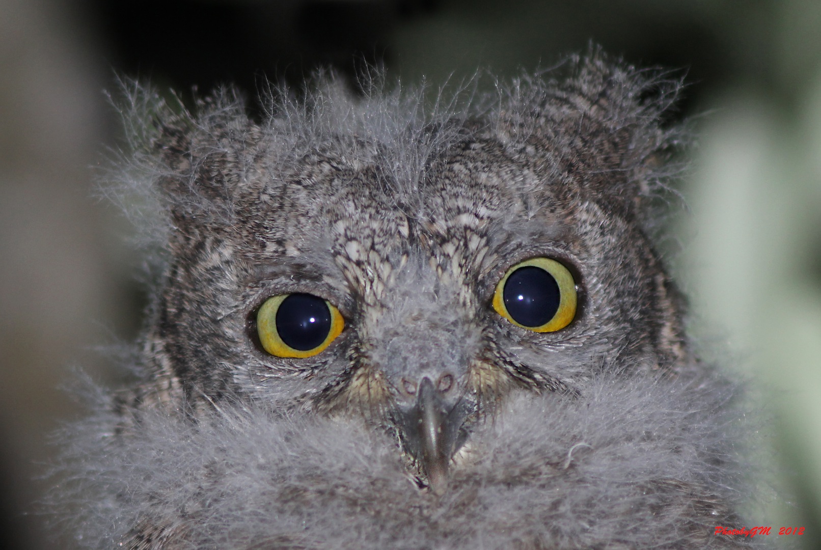 Young owl