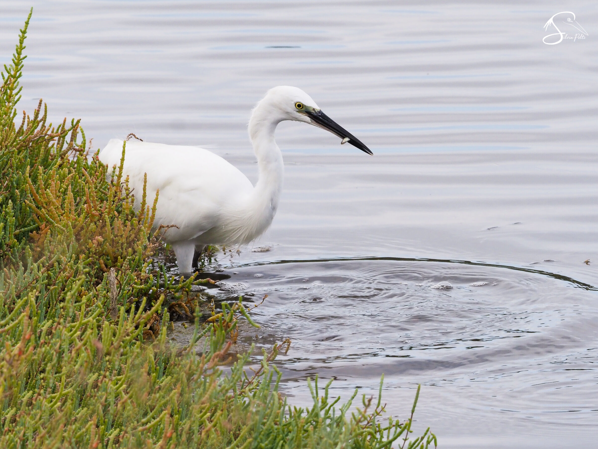 Fishing the 'big' fish... (Egretta garzetta)