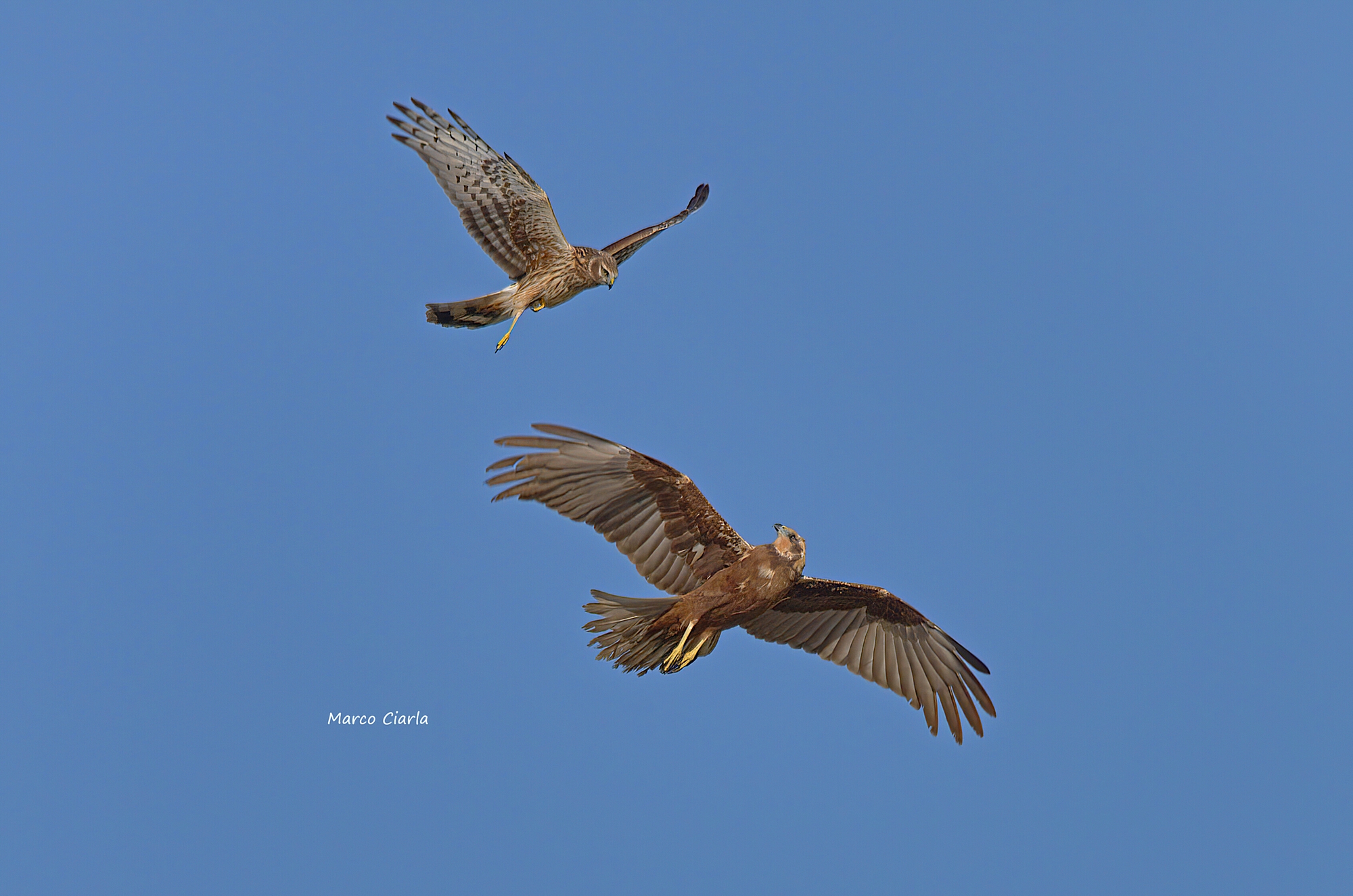 Royal Albanella (Circus cyaneus) vs. Marsh Falcon