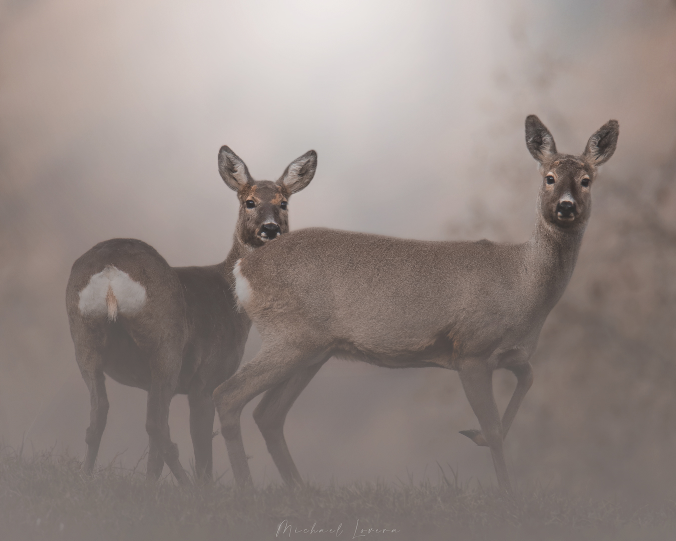 Caprioli in ambiente fiabesco...