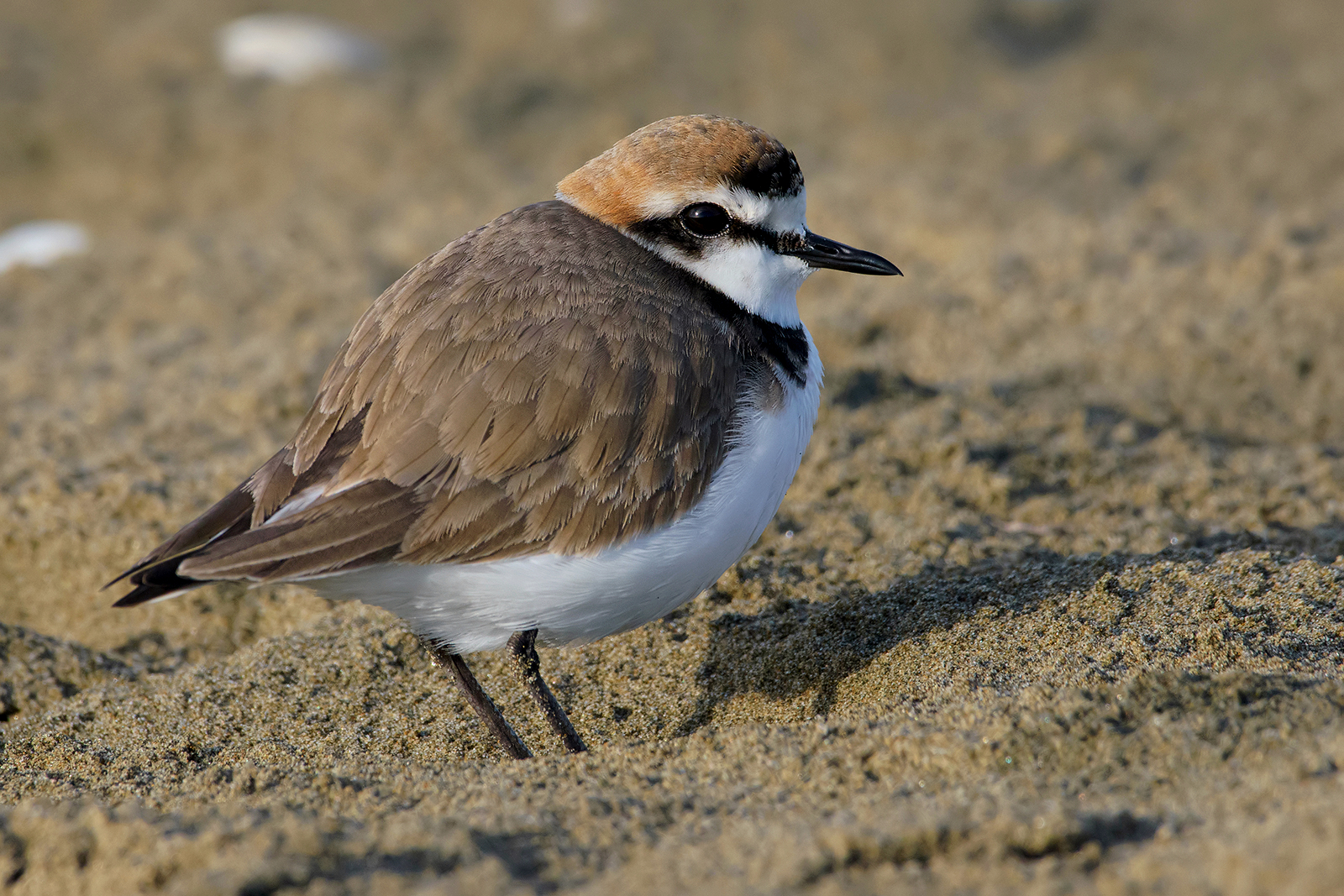 Friar (Charadrius alexandrinus).2