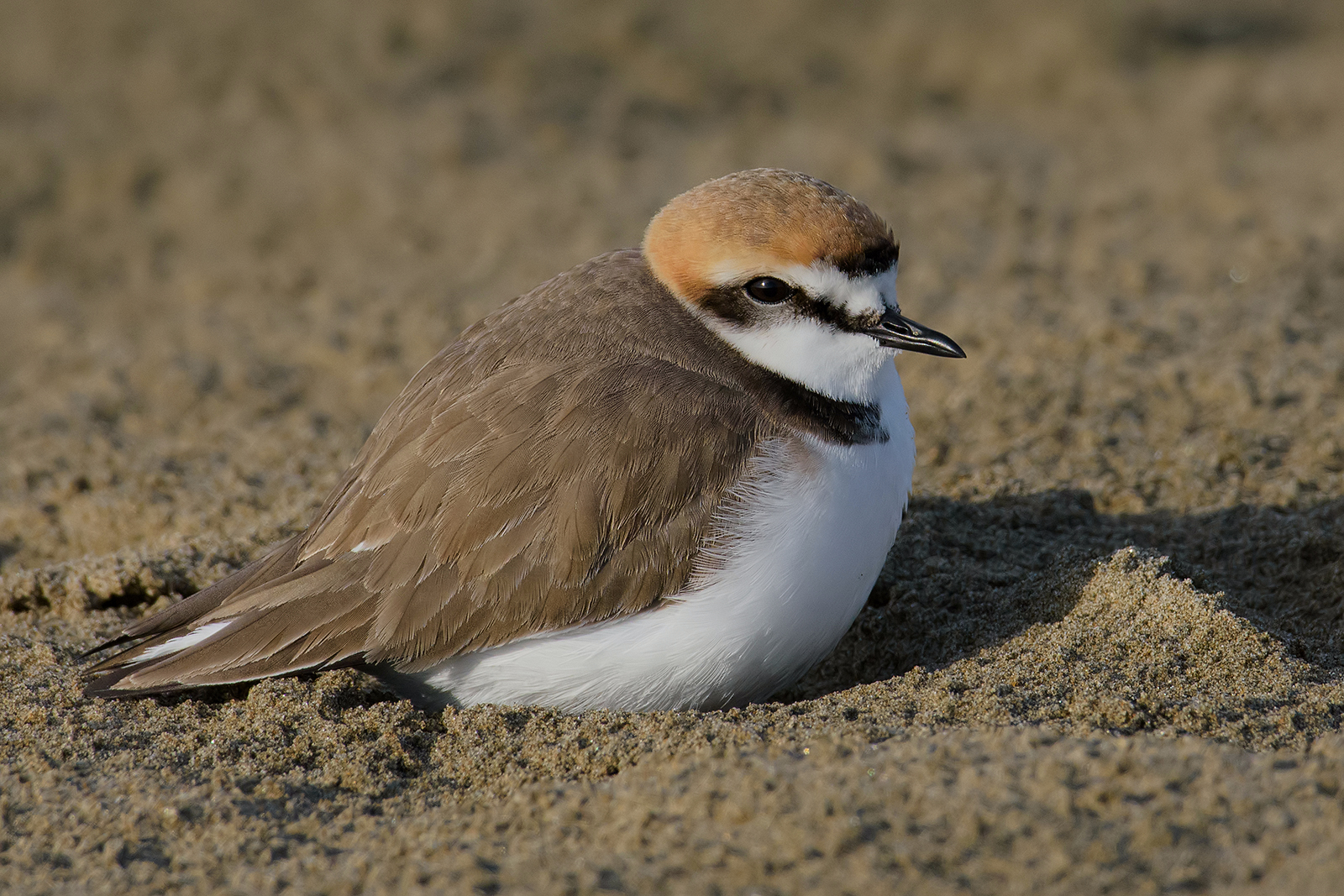Friar (Charadrius alexandrinus).3