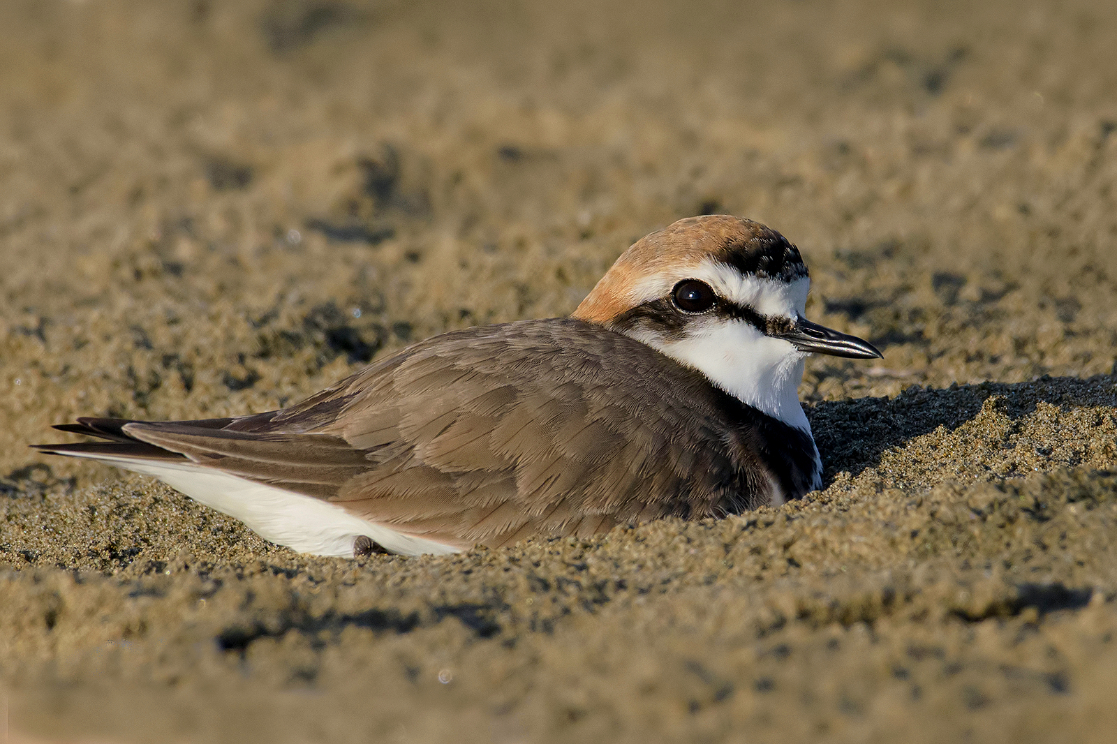 Friar (Charadrius alexandrinus).4