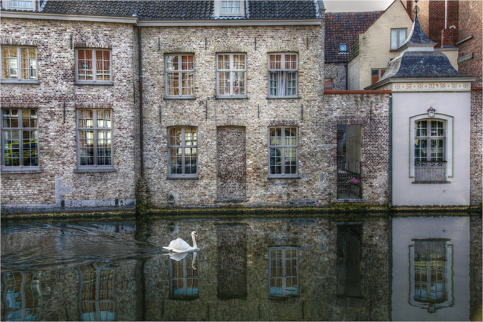 Swan in Bruges