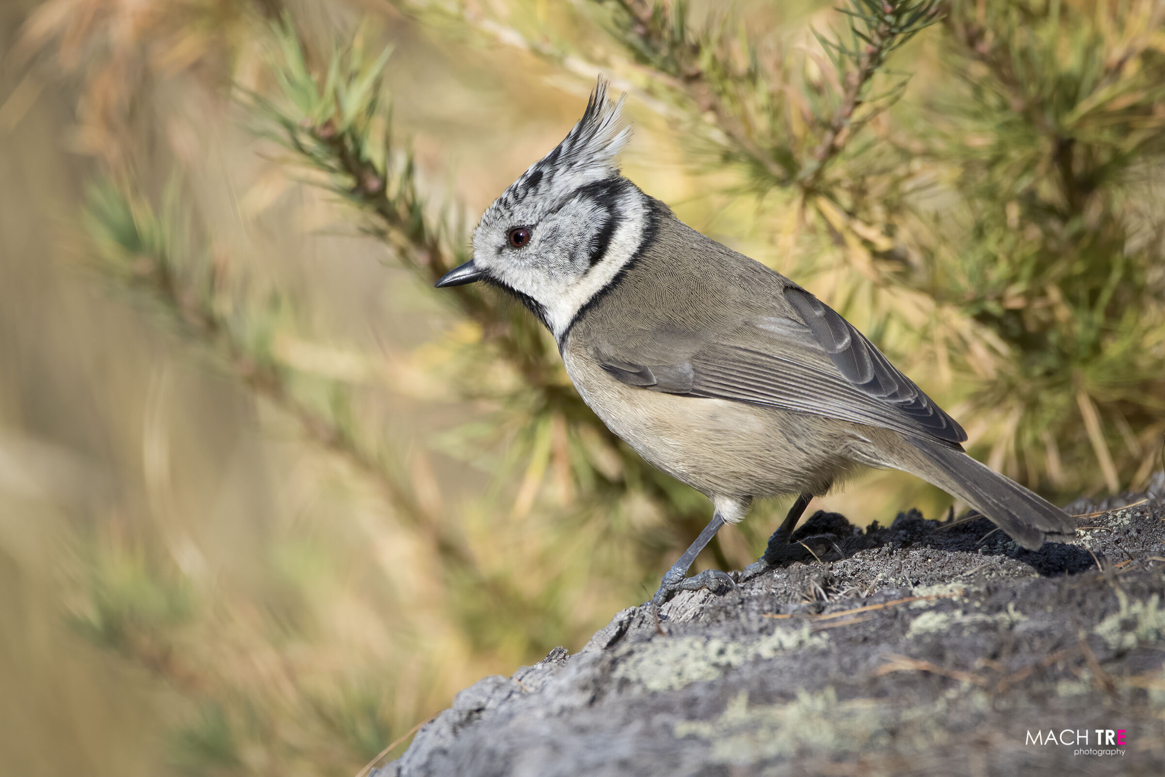 Tufted Cincia (Lophophanes cristatus)