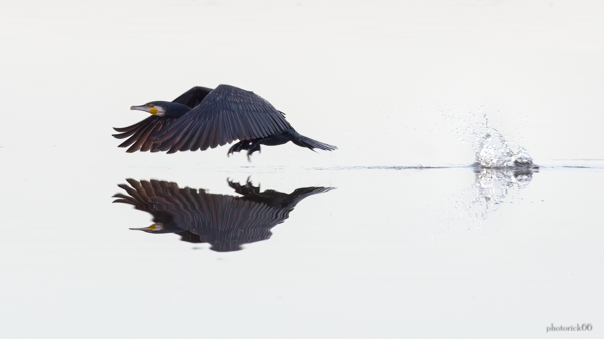 Cormorano ... prendo il volo !!