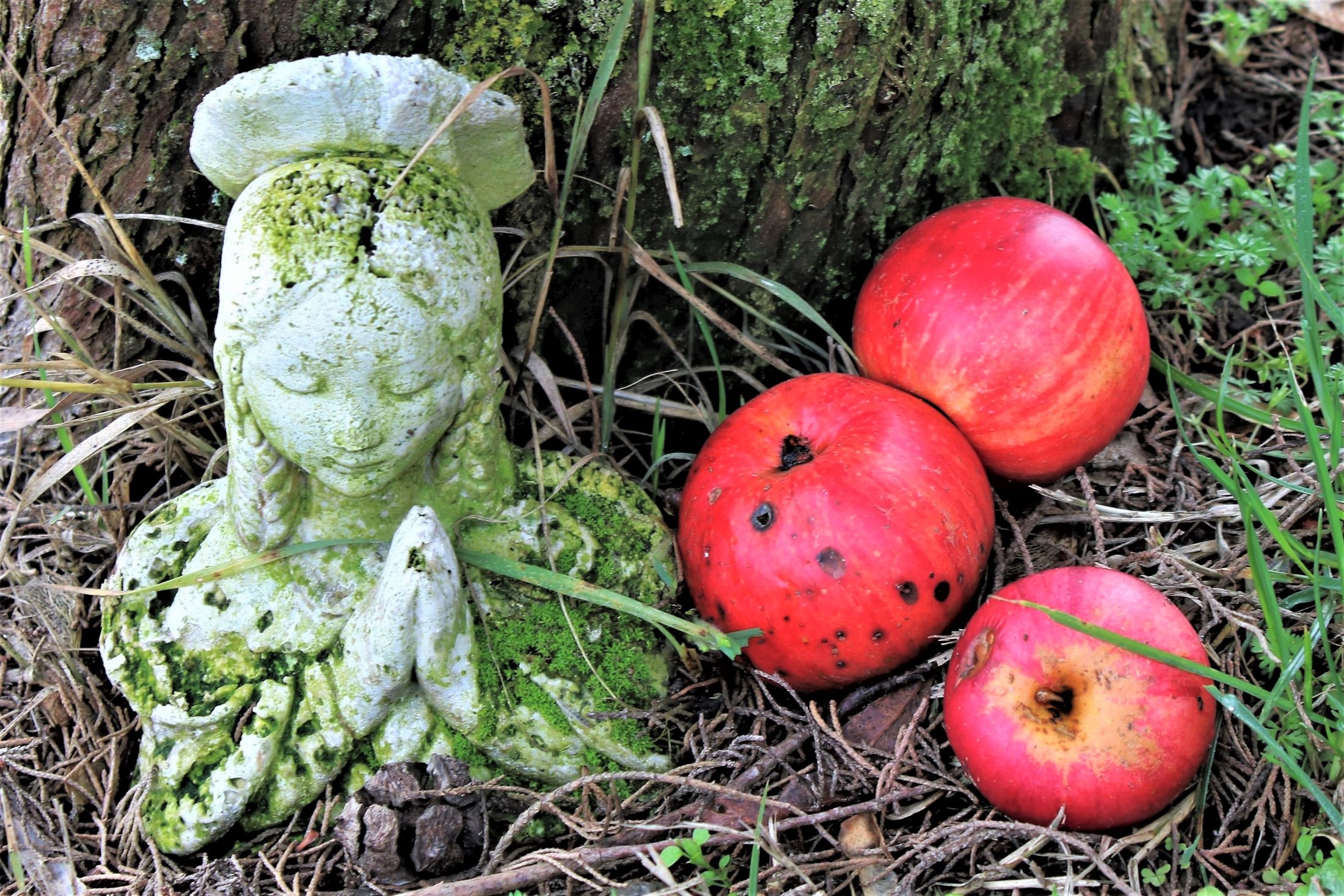 The Statue and the Apples