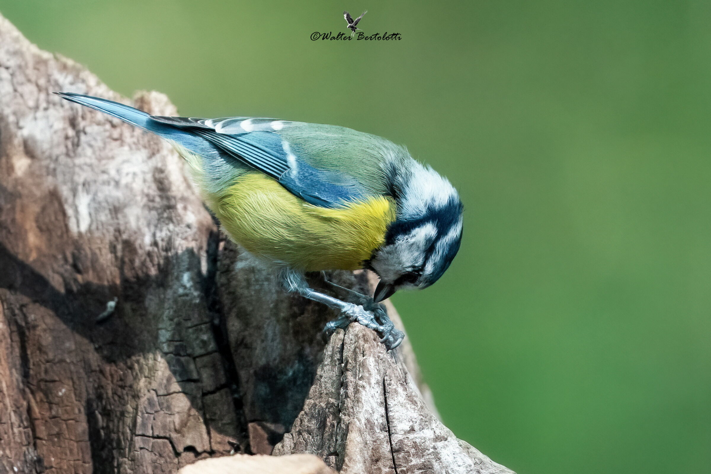 la cinciarella e il semino