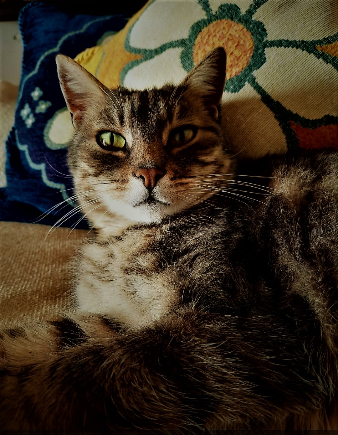 cat's eyes...