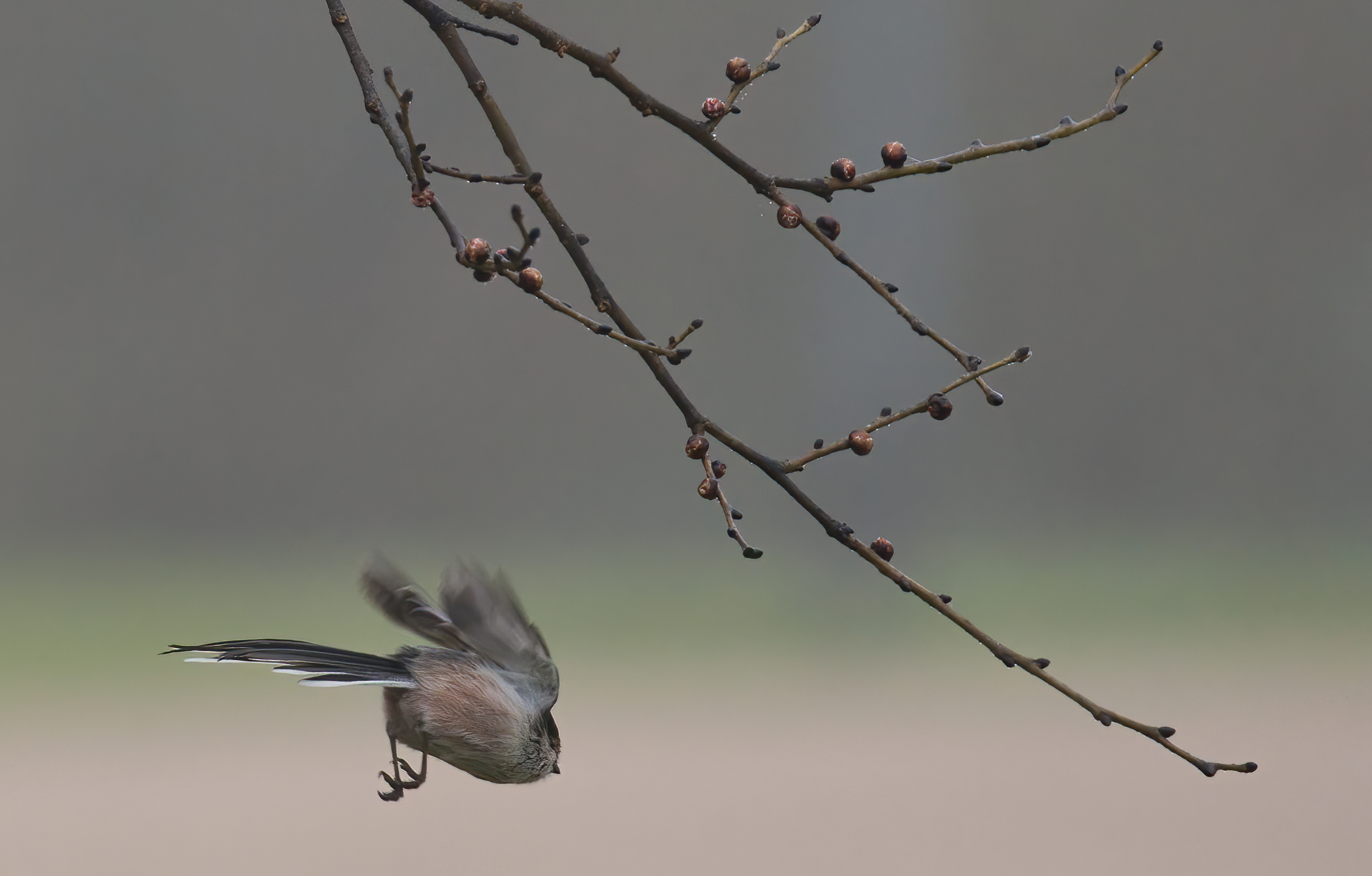 All'improvviso ... il fantasmino del bosco