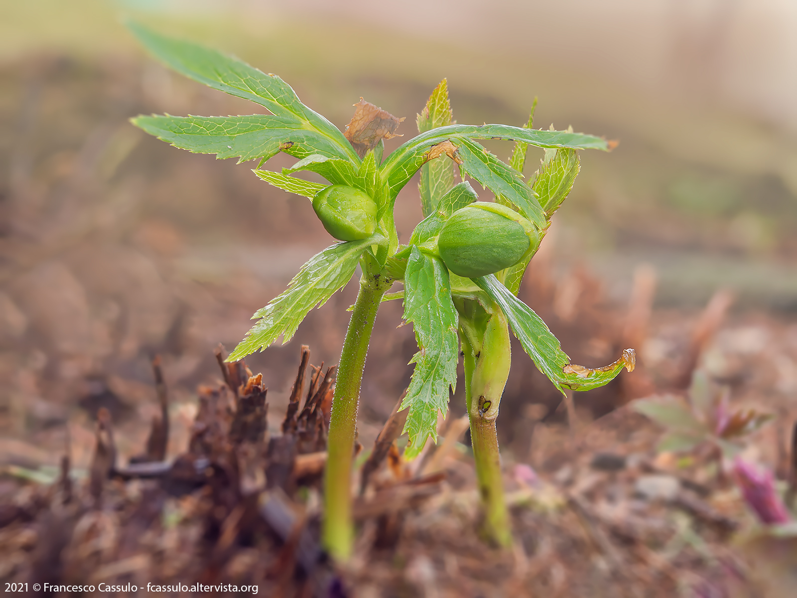 Helleborus foetidus L., 1753