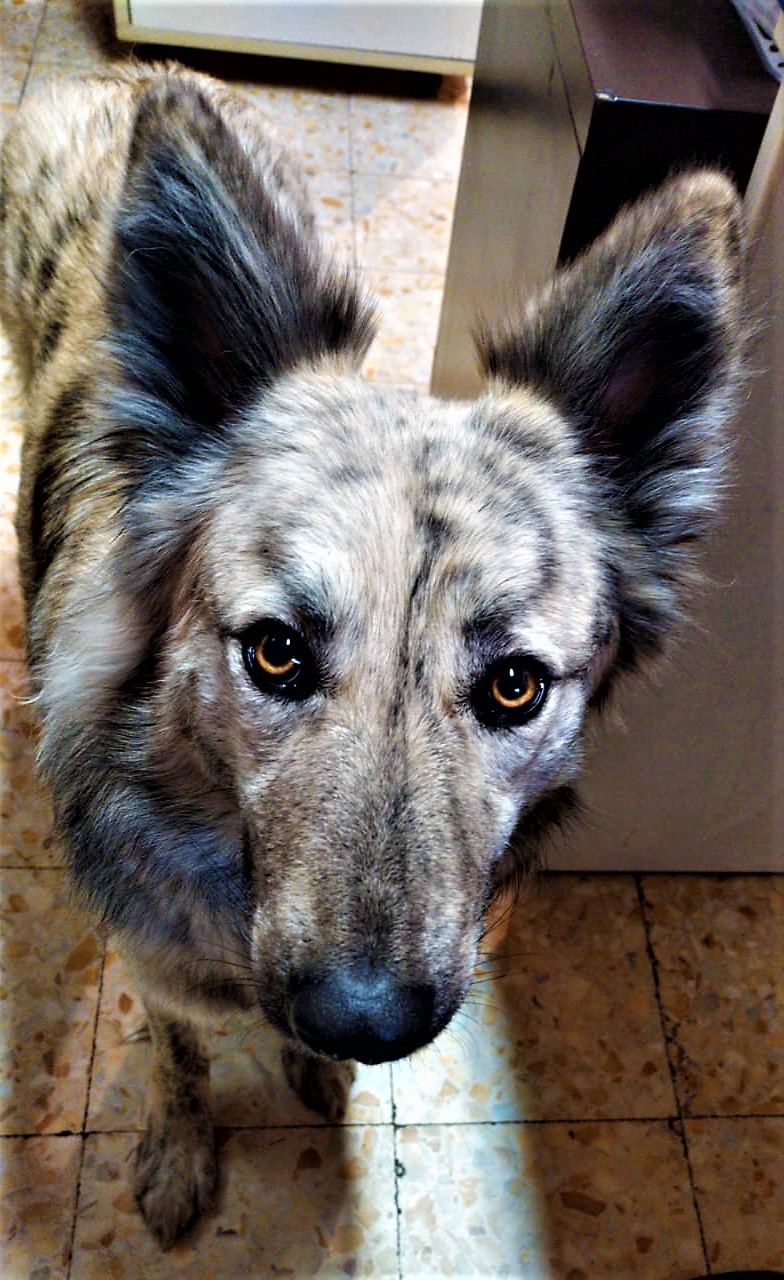 Talia