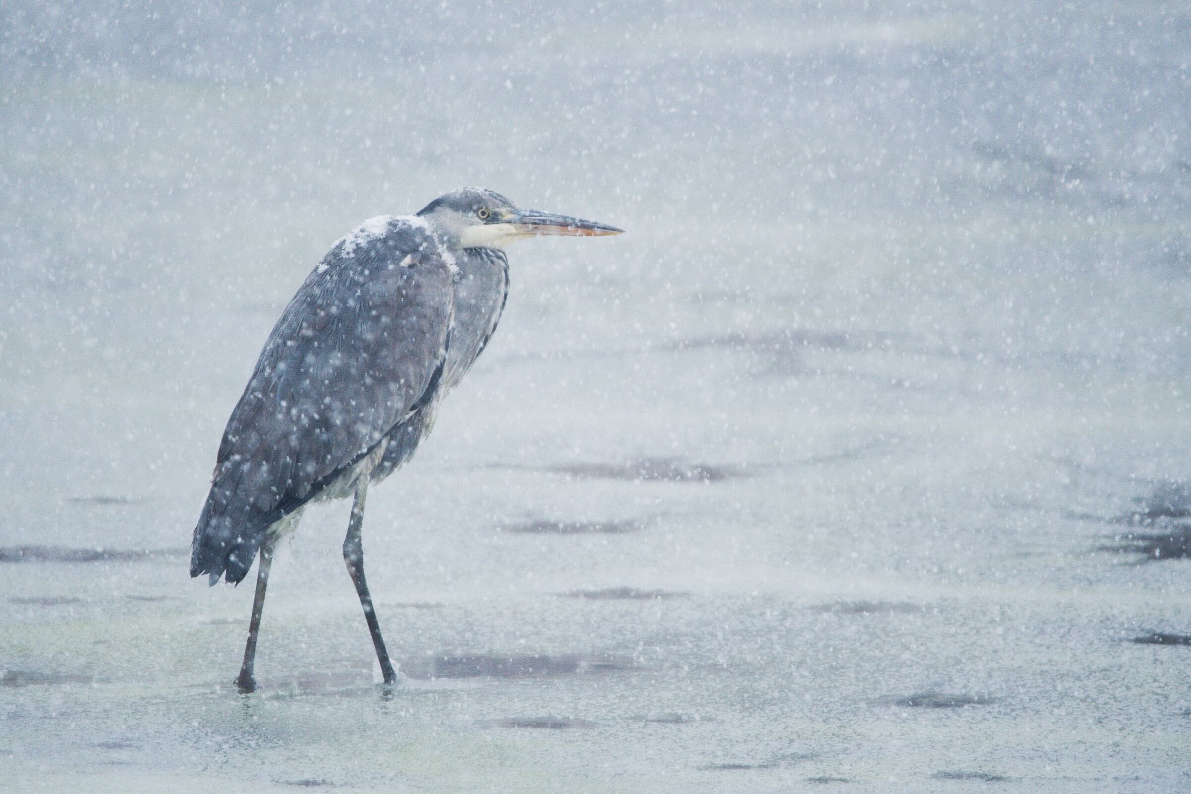Heron in the blizzard
