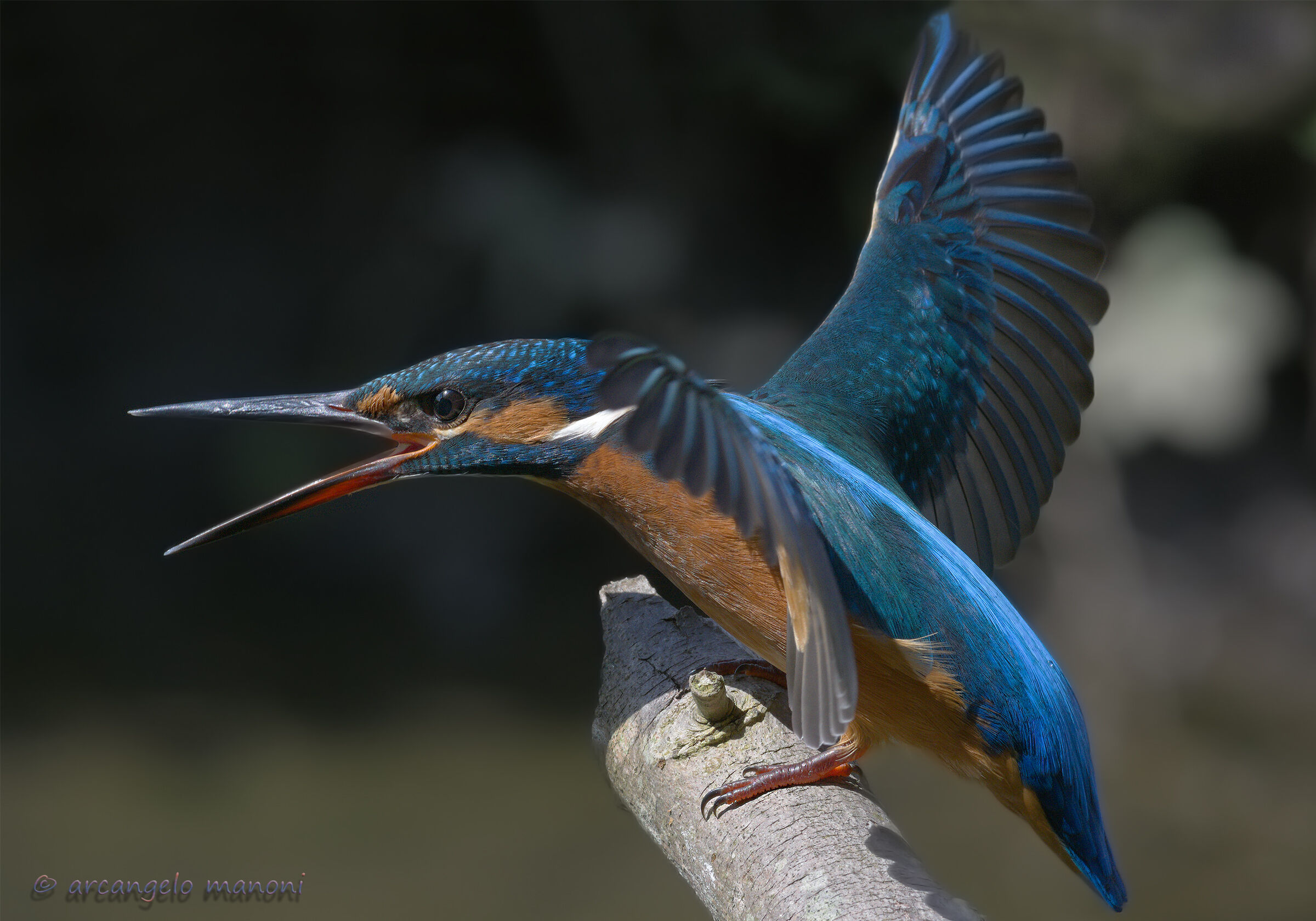 The Wrath of the Martina