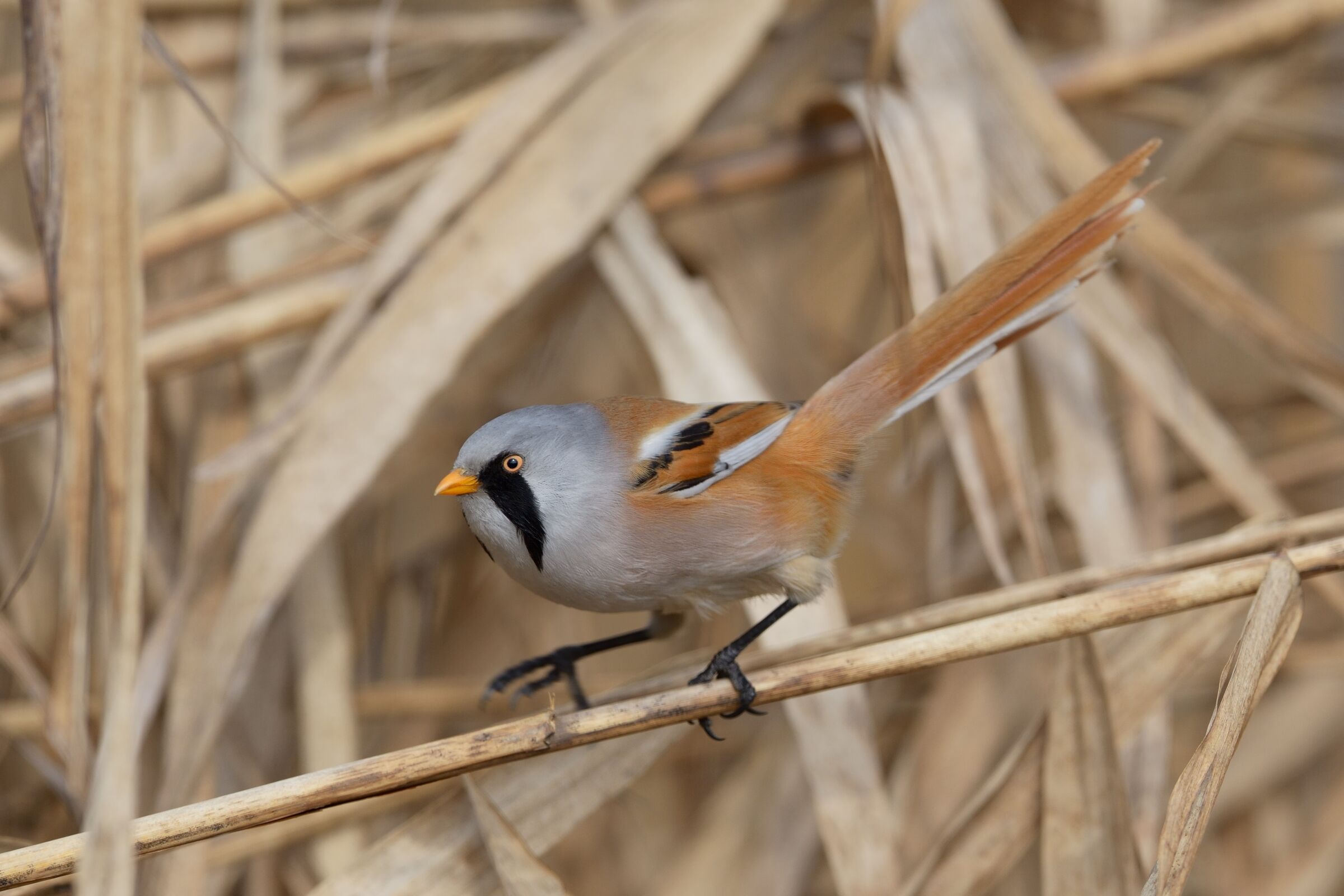 Basettino (Panurus biarmicus)