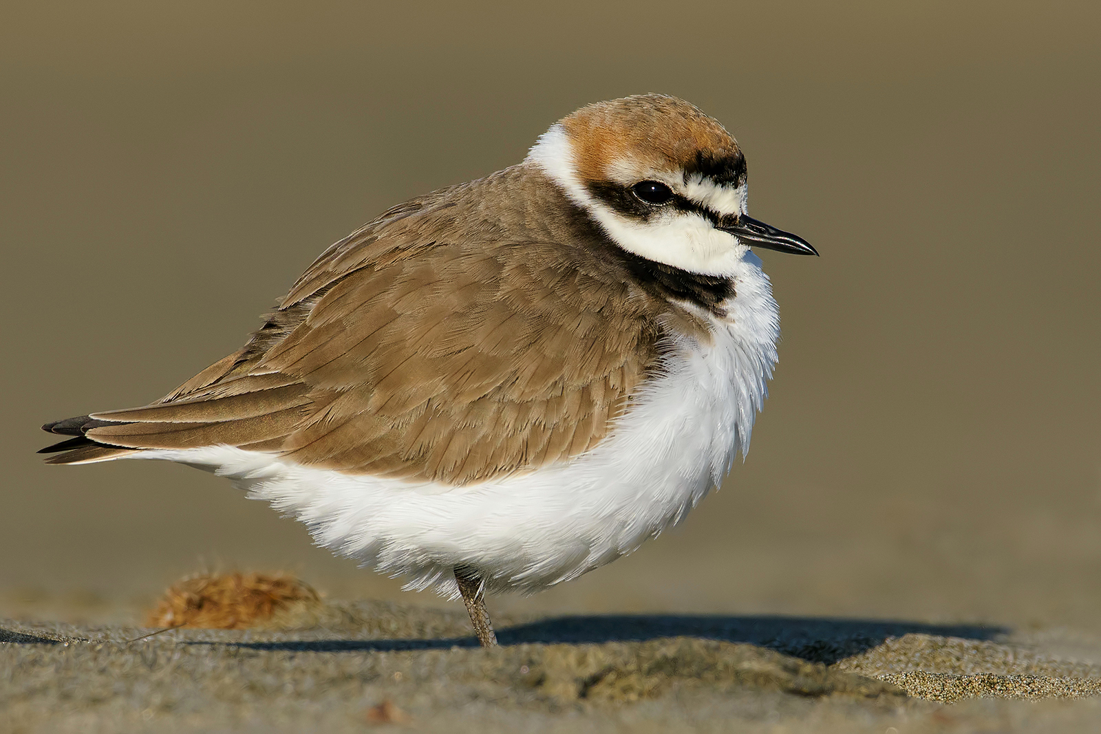 Friar (Charadrius alexandrinus).7