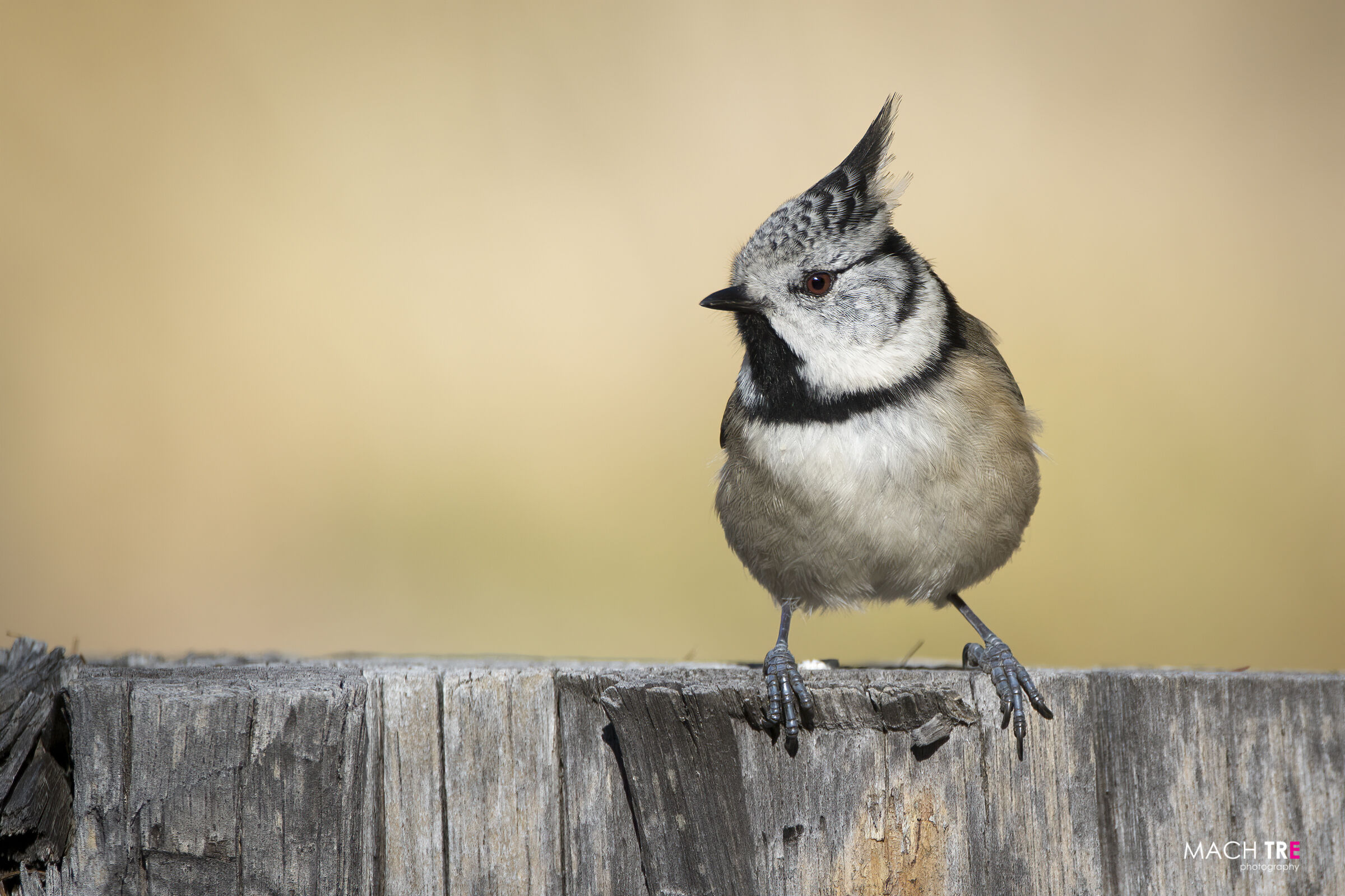 Cincia dal ciuffo (Lophophanes cristatus)