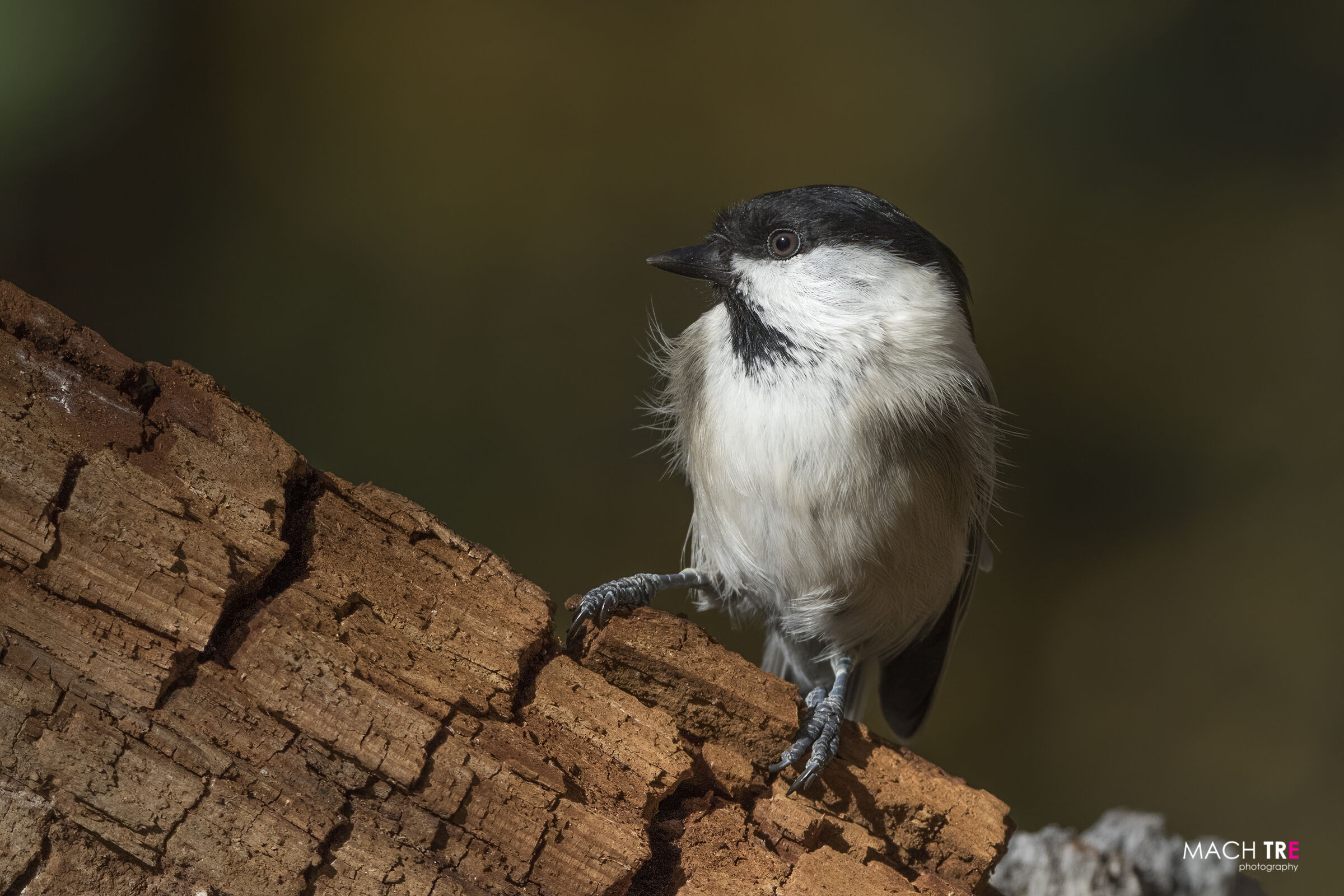 Cincia bigia (Poecile palustris)