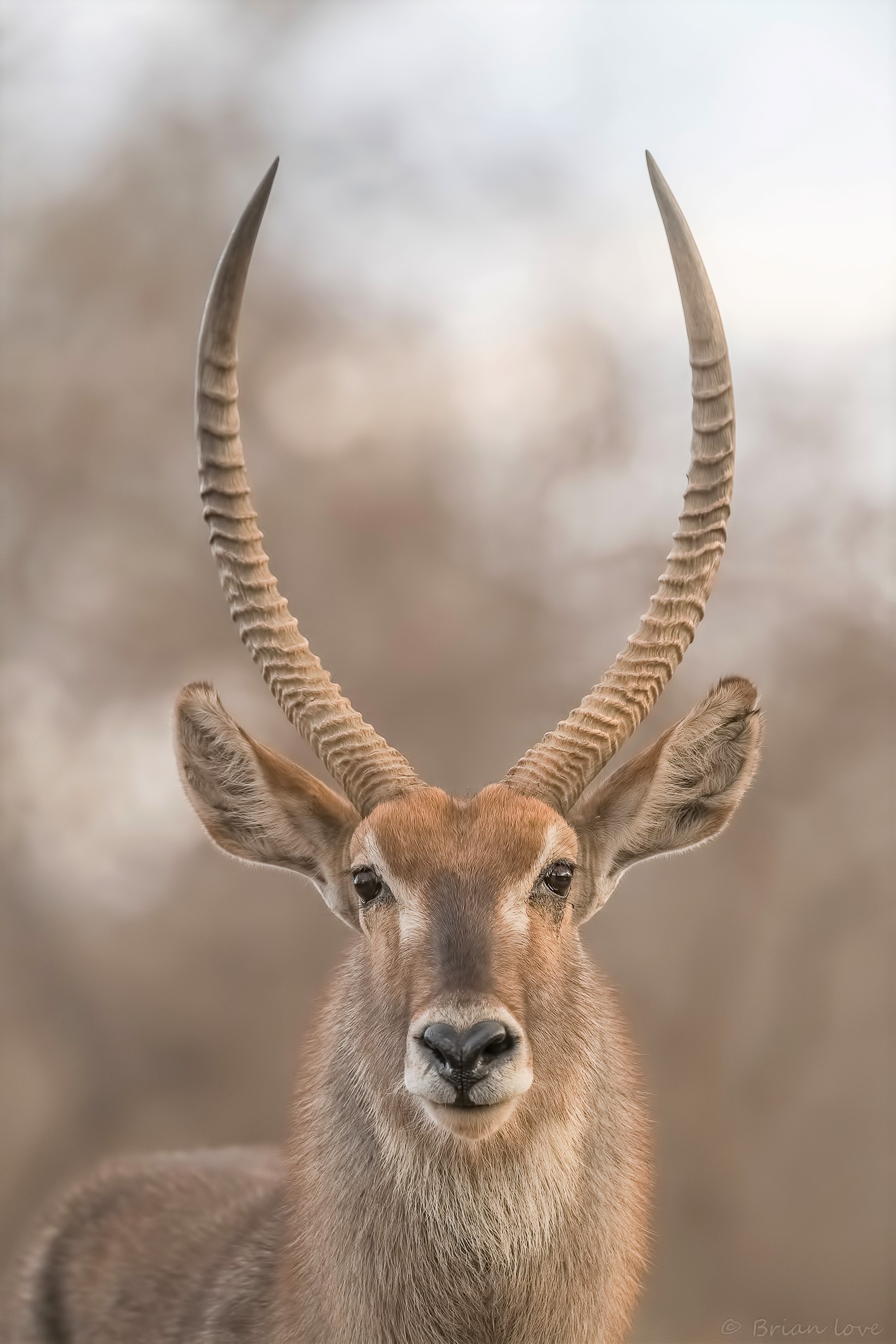 Re del Waterbuck (Kobus ellipsiprymnus)