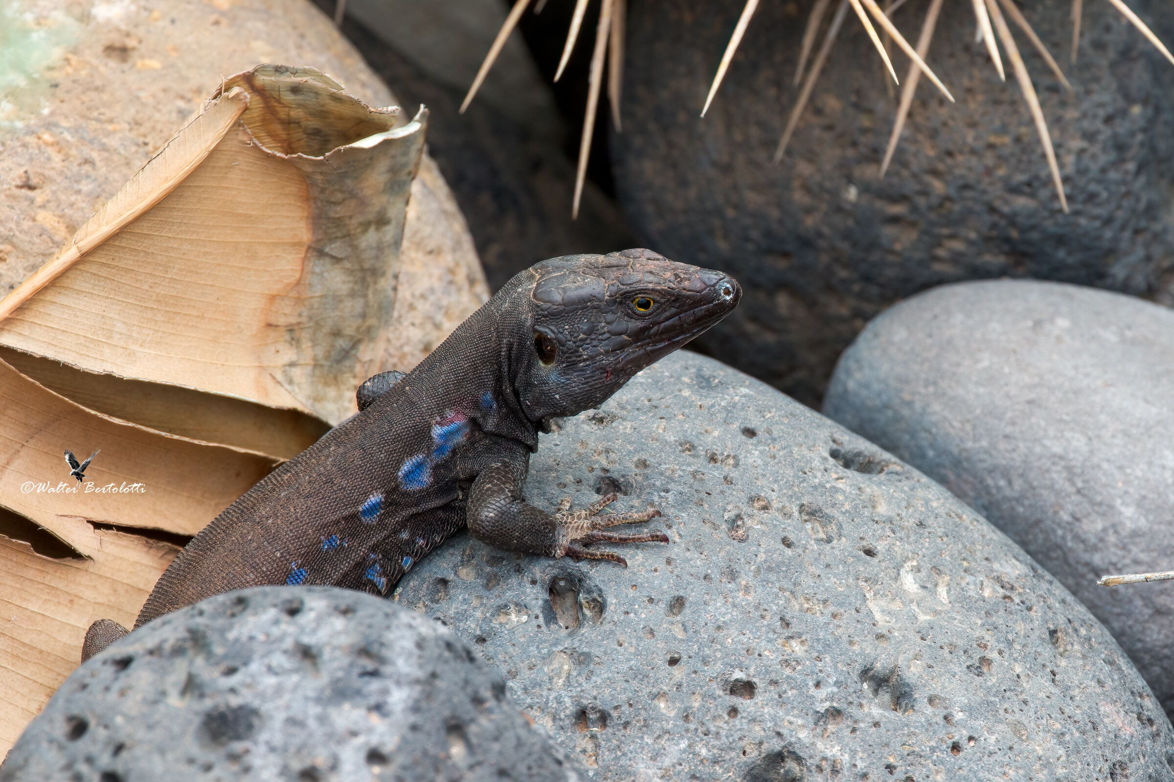 Gallotia delle canarie