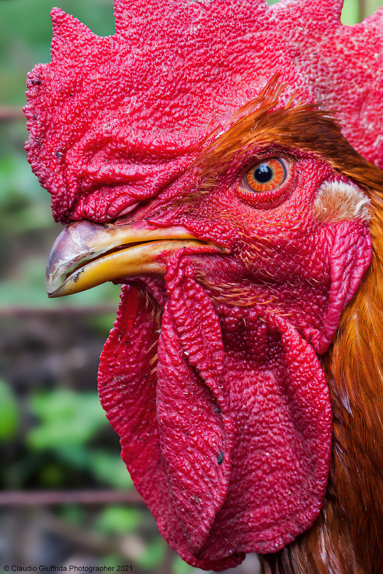 Rooster in great shape